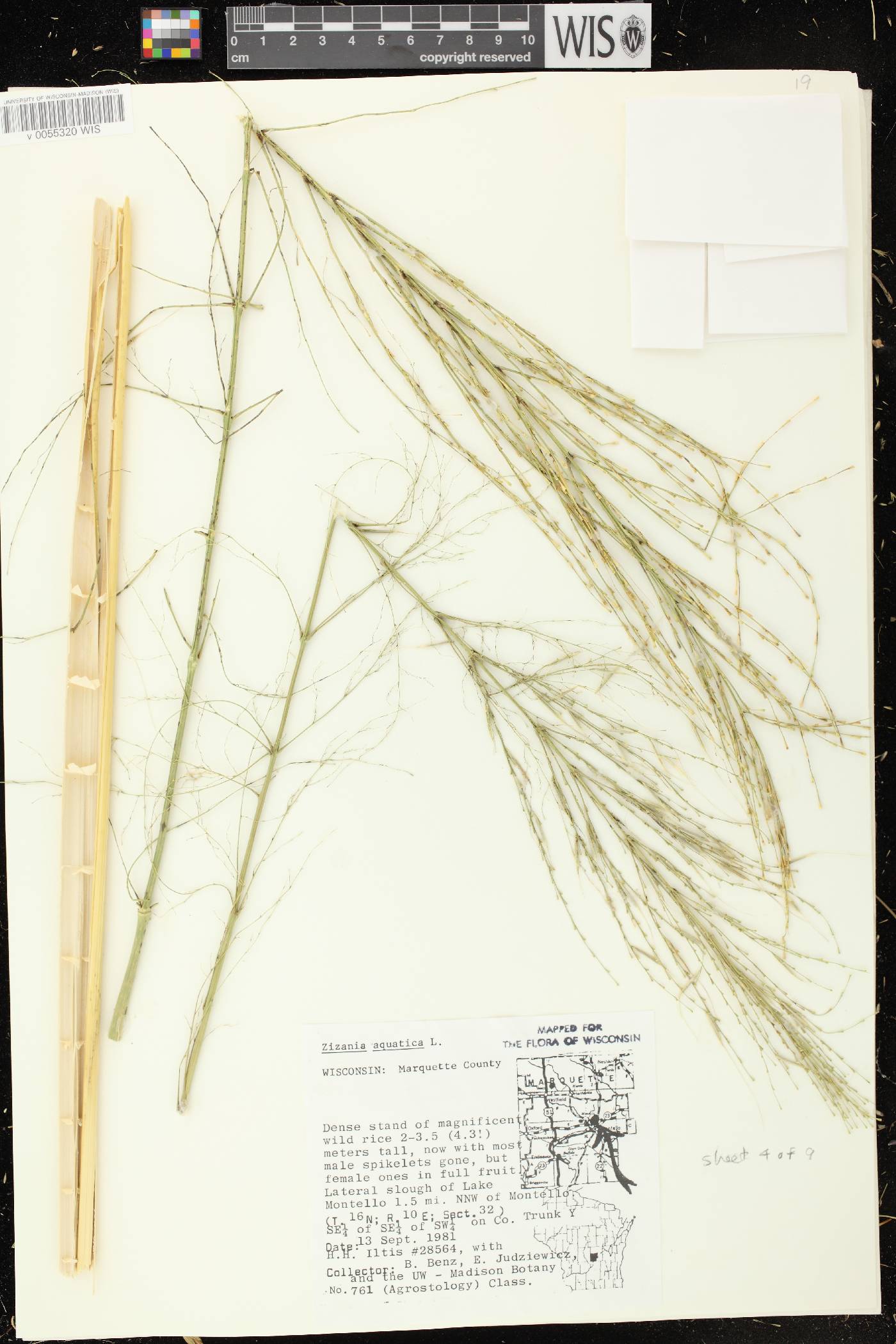 Zizania aquatica image