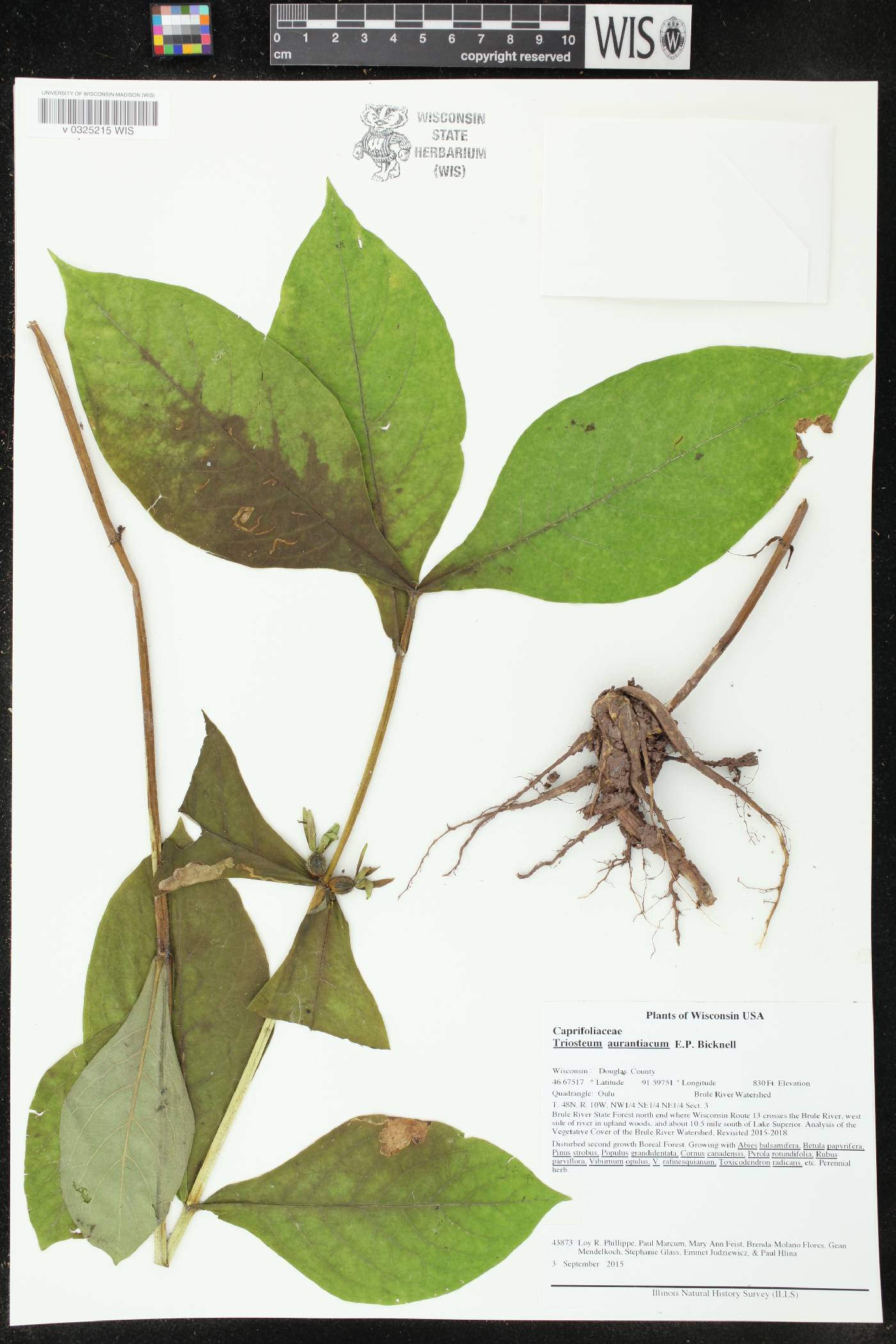 Triosteum aurantiacum image