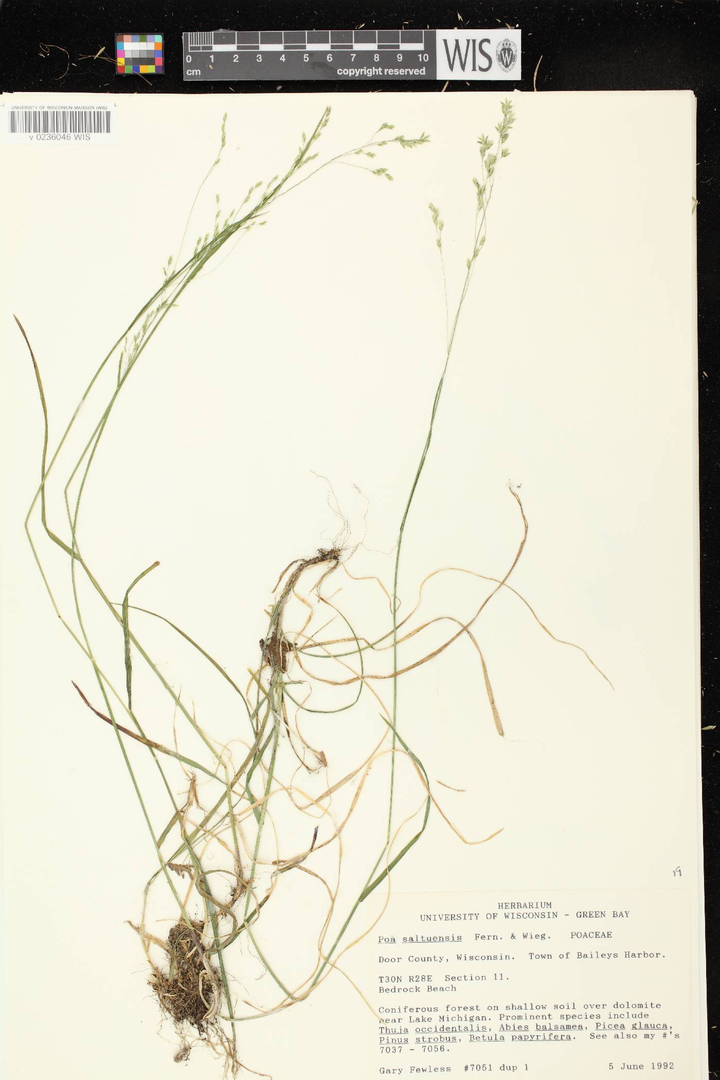 Poa saltuensis image