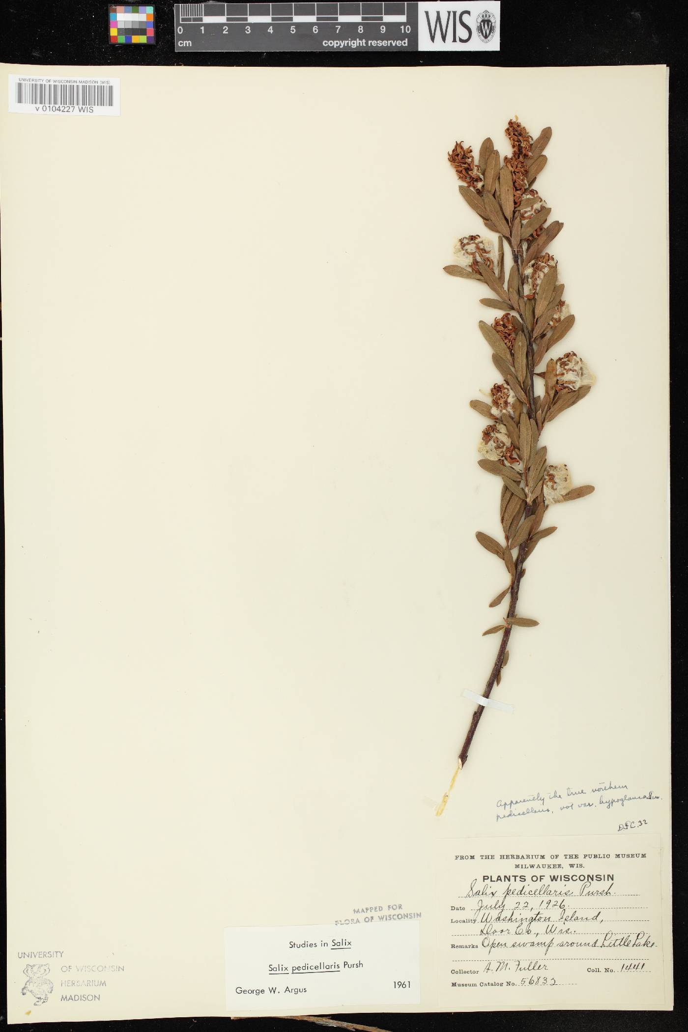 Salix pedicellaris image