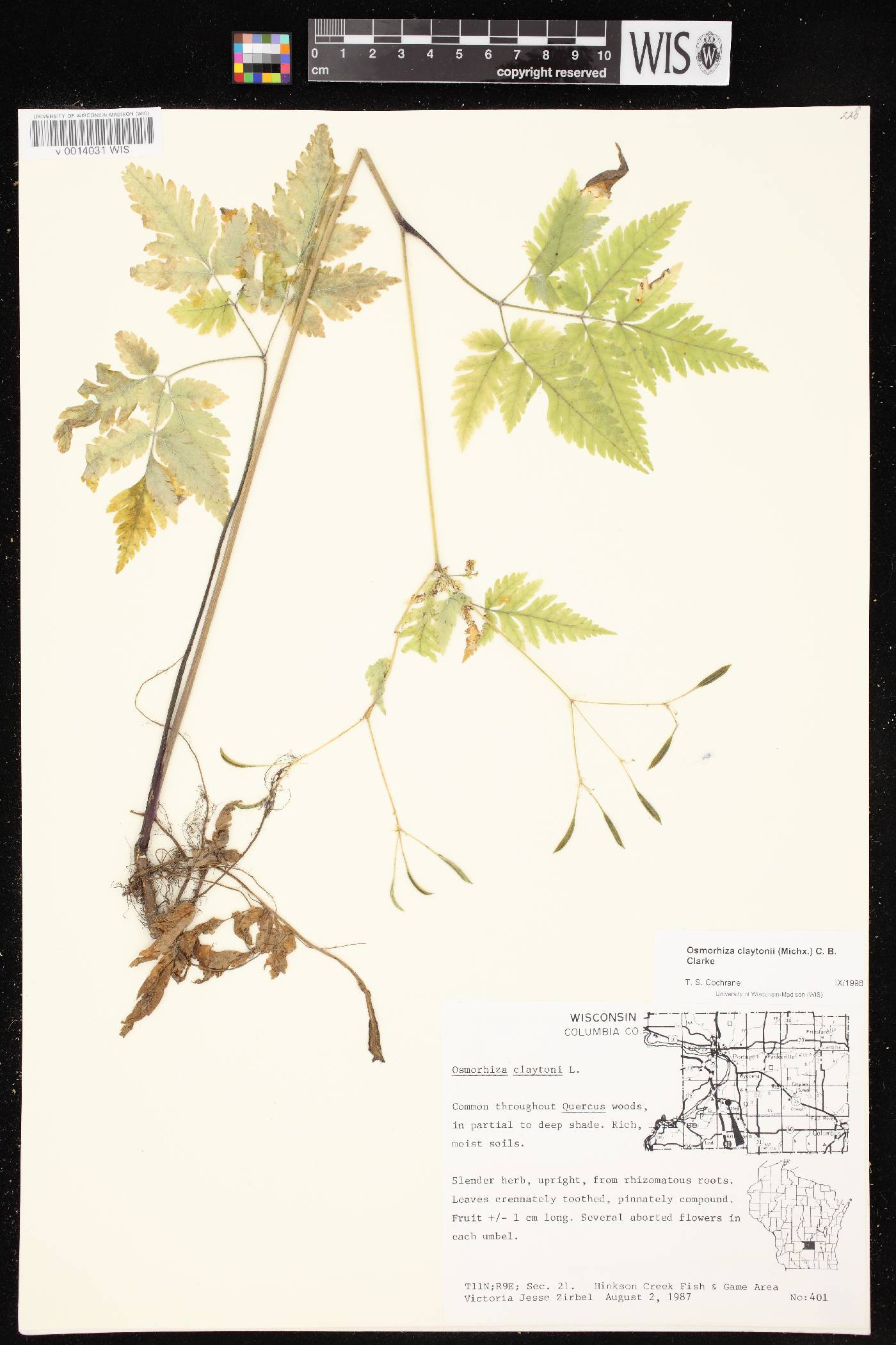 Osmorhiza claytonii image