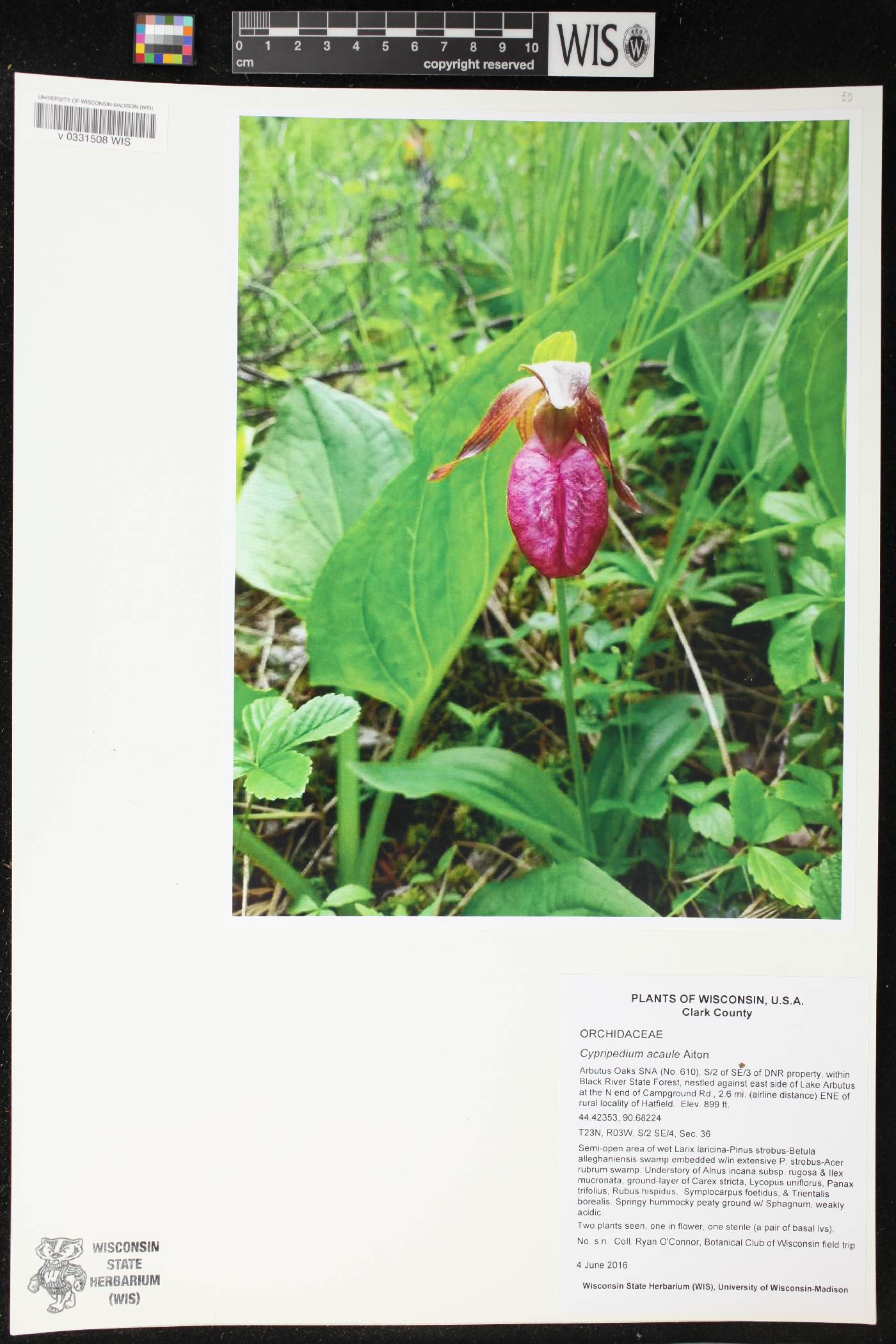 Cypripedium acaule image