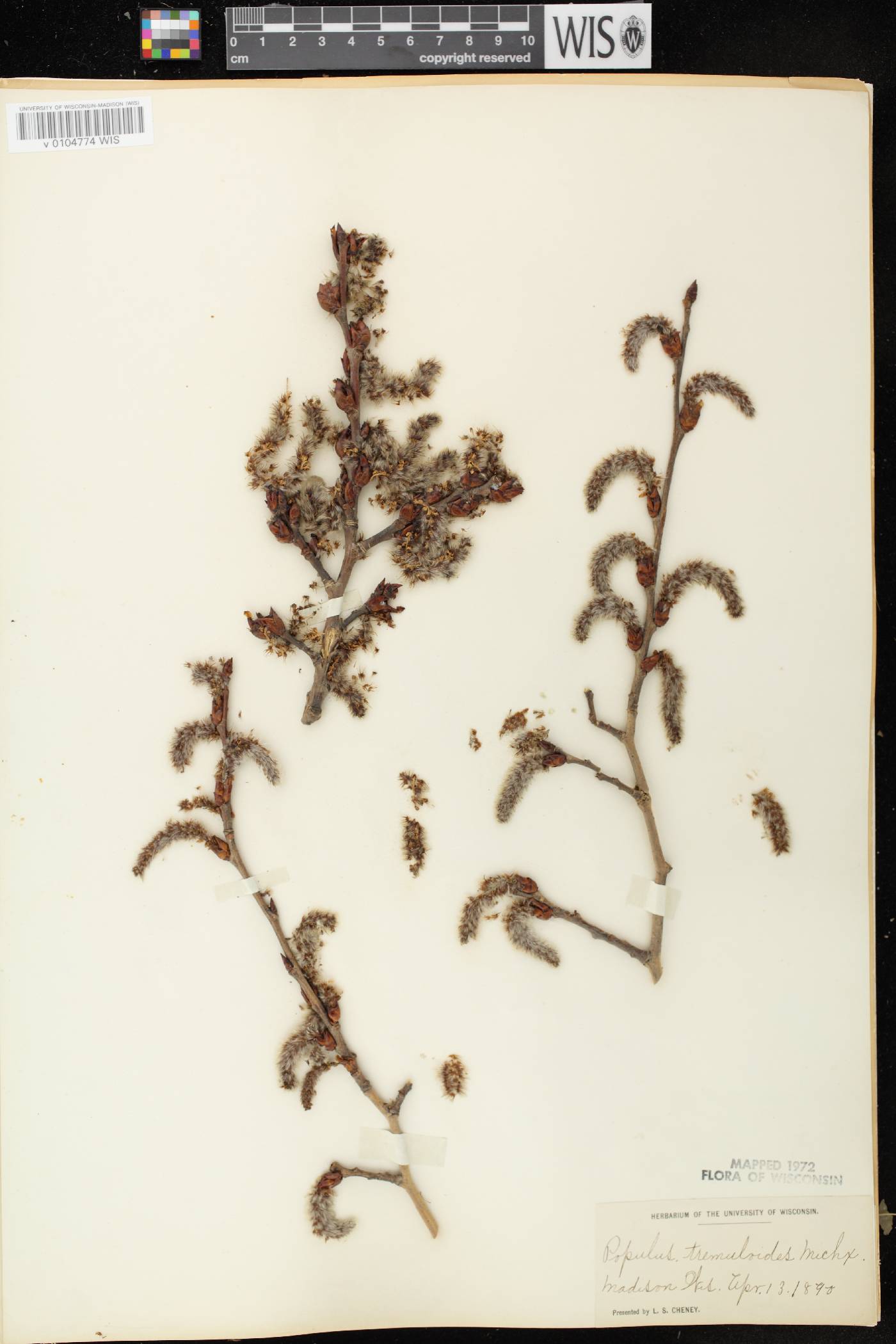 Populus tremuloides image