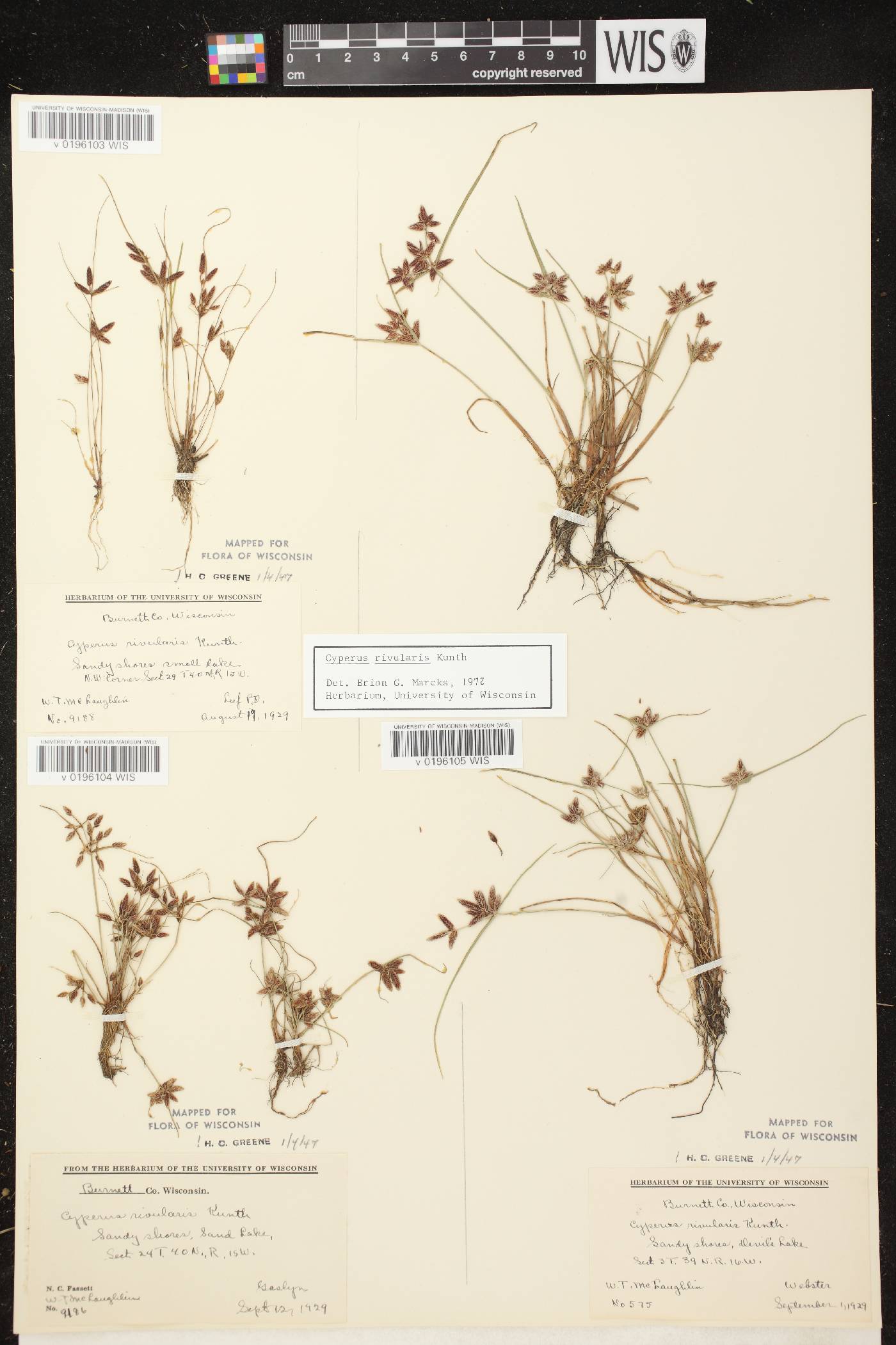 Cyperus bipartitus image