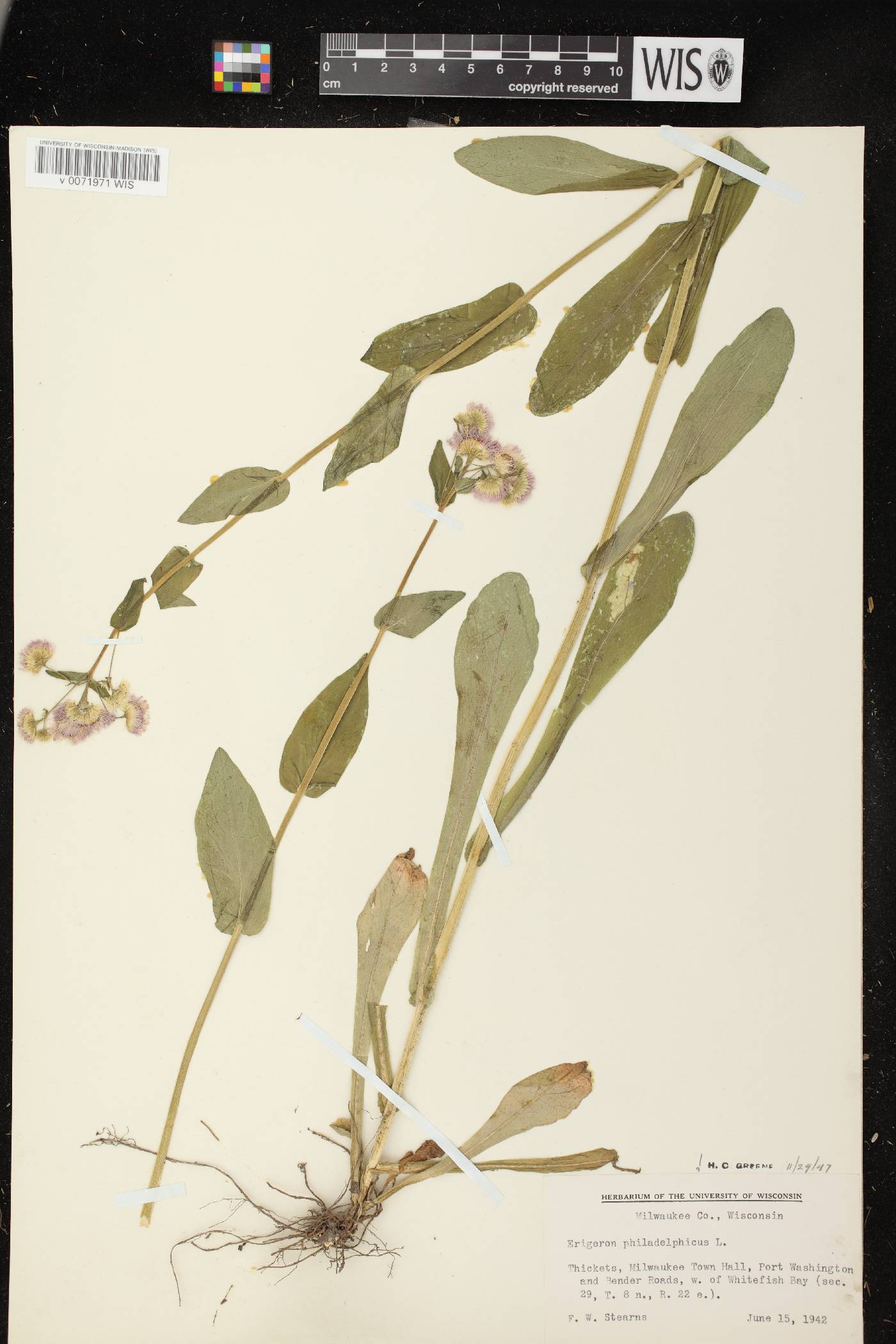 Erigeron philadelphicus image