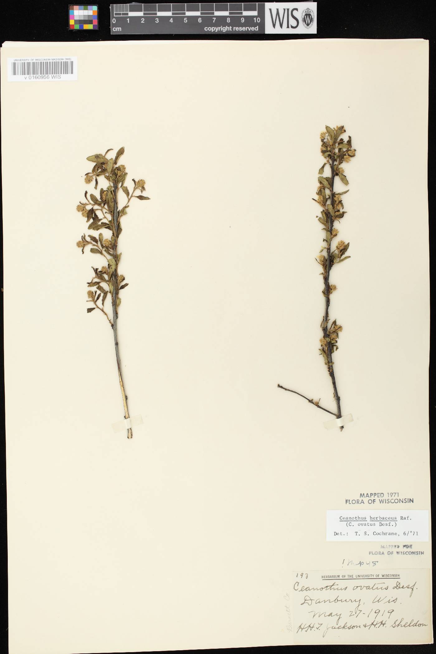 Ceanothus herbaceus image