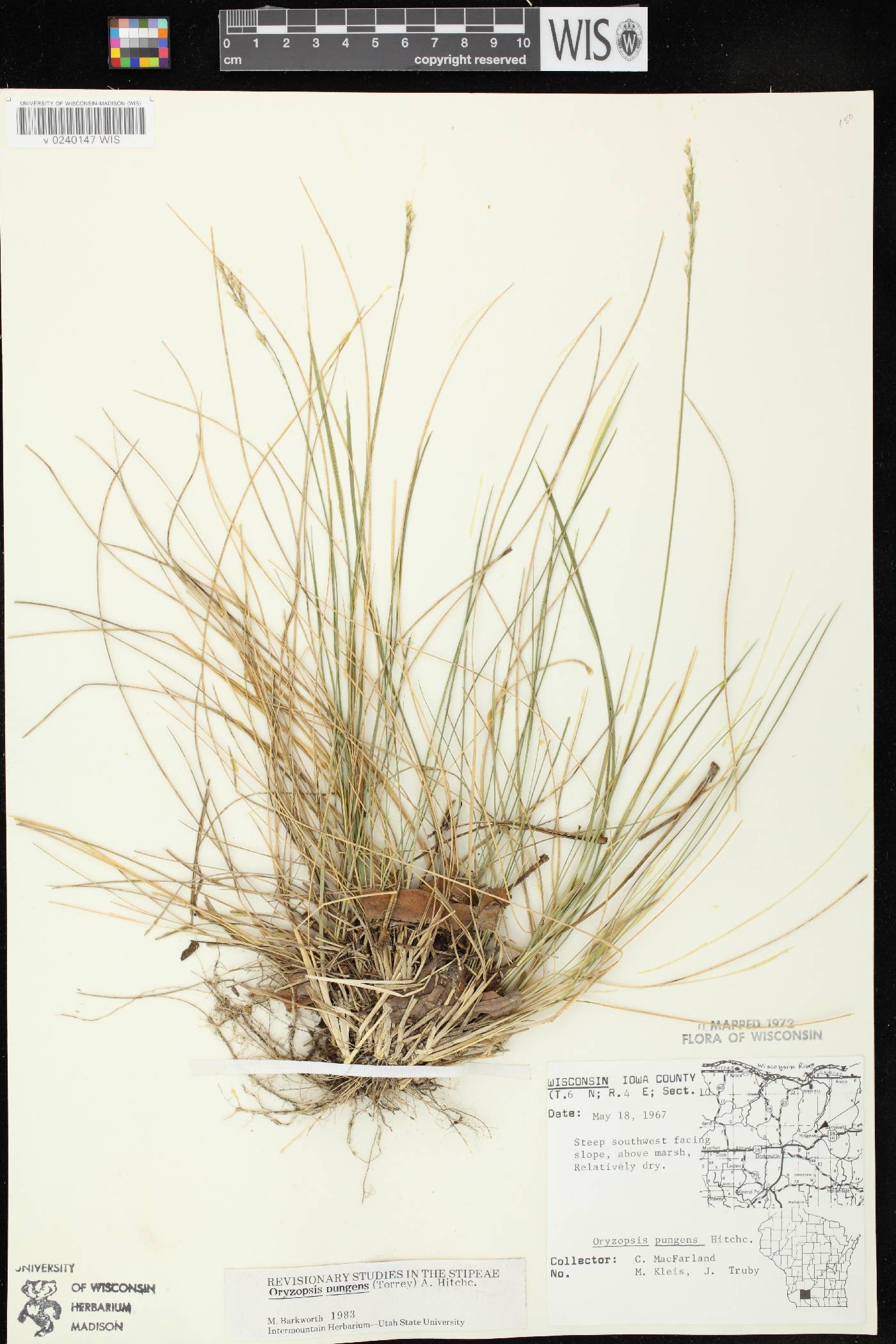 Piptatheropsis pungens image