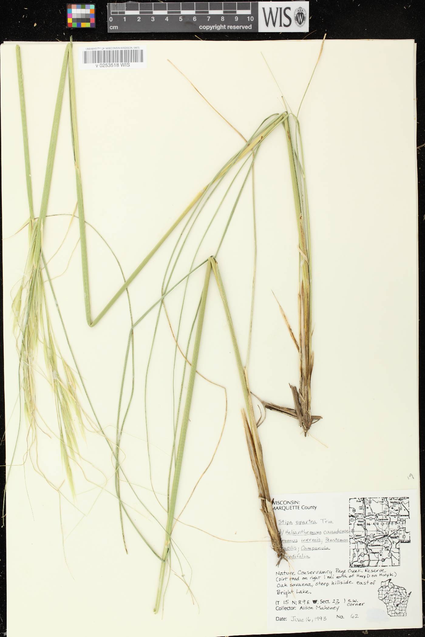 Hesperostipa spartea image