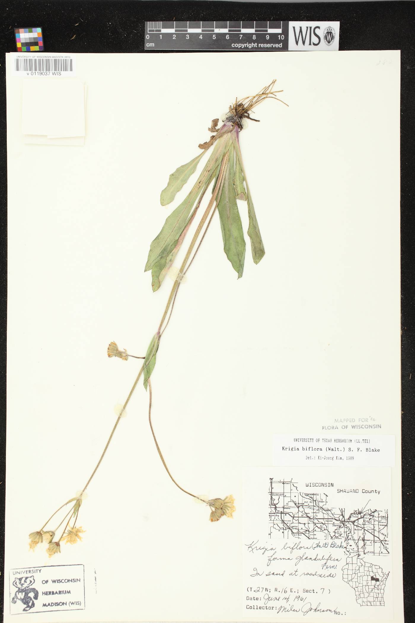 Krigia biflora subsp. glandulifera image