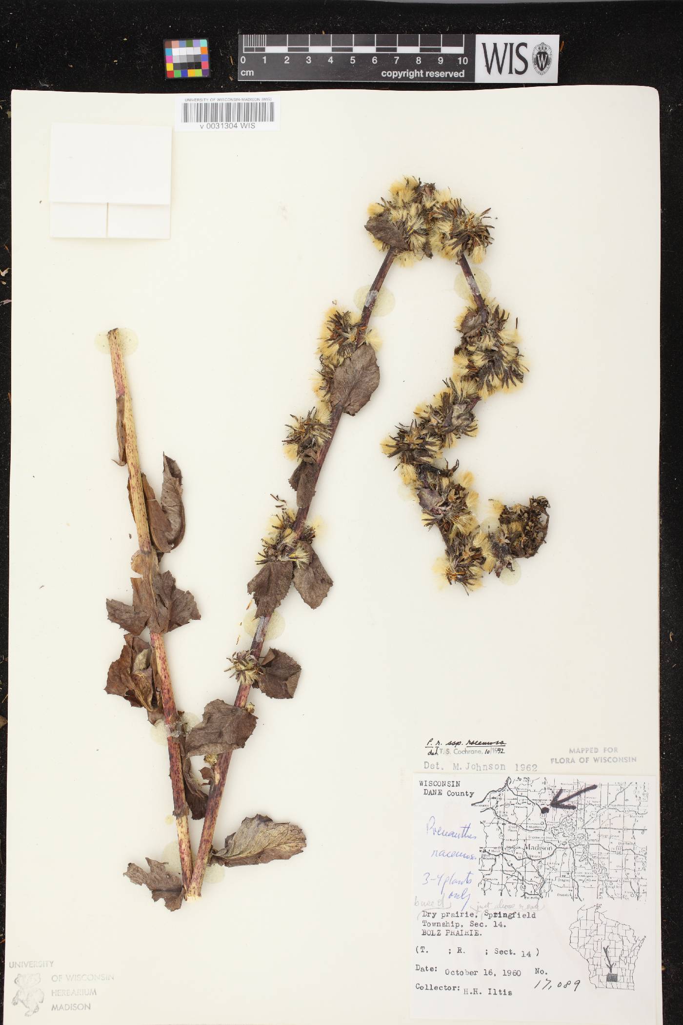 Prenanthes racemosa image