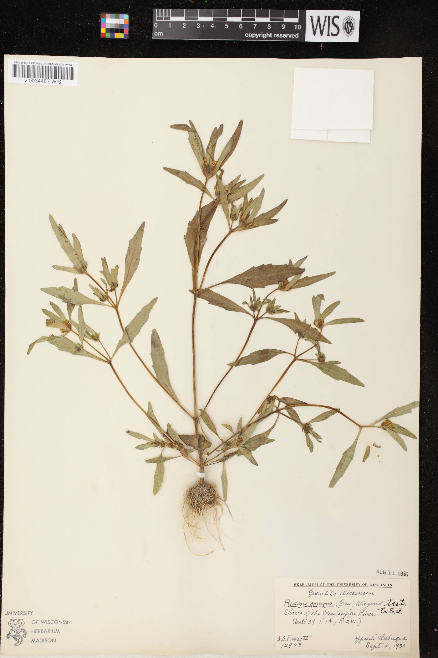 Bidens tripartita image