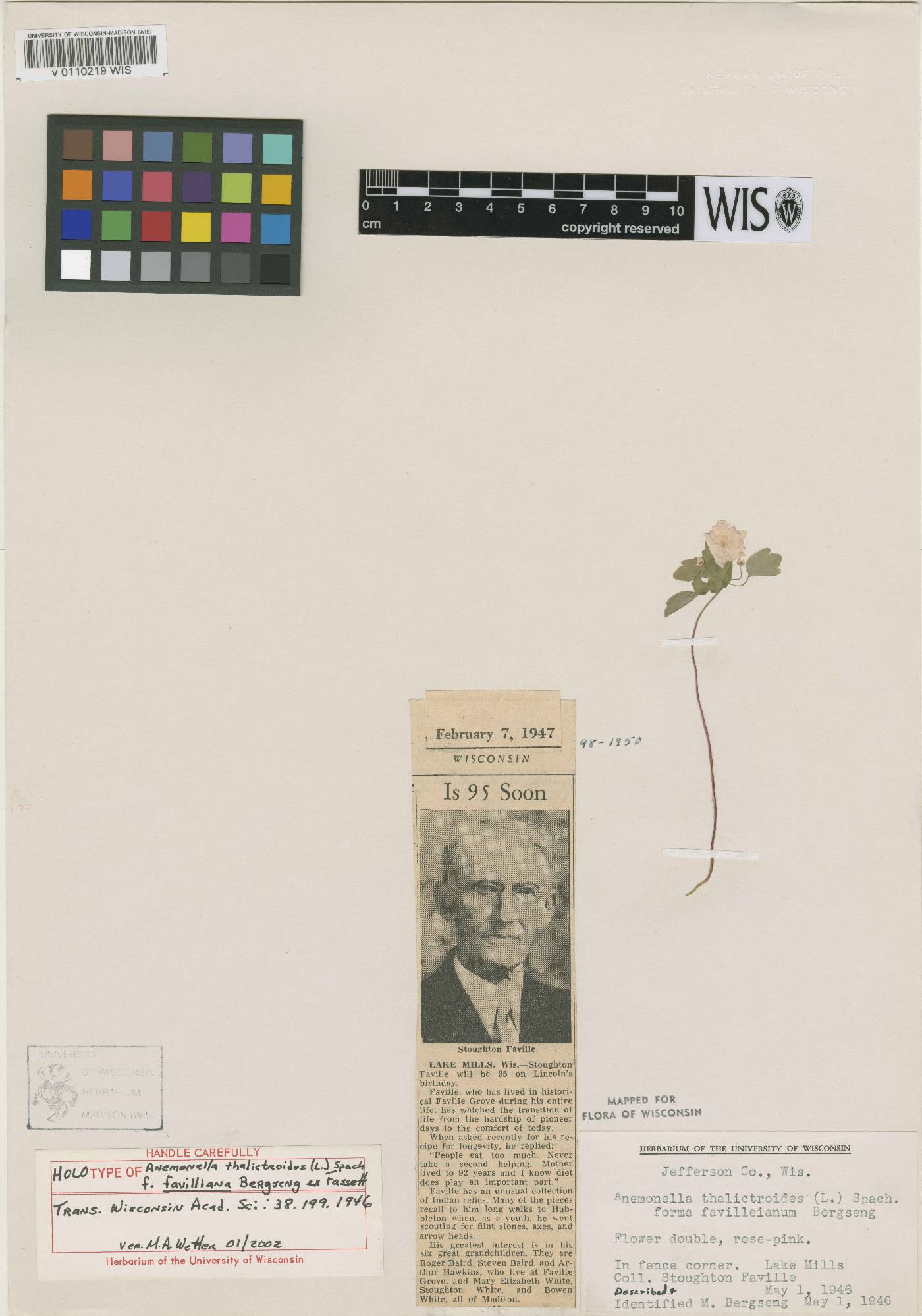 Thalictrum thalictroides image