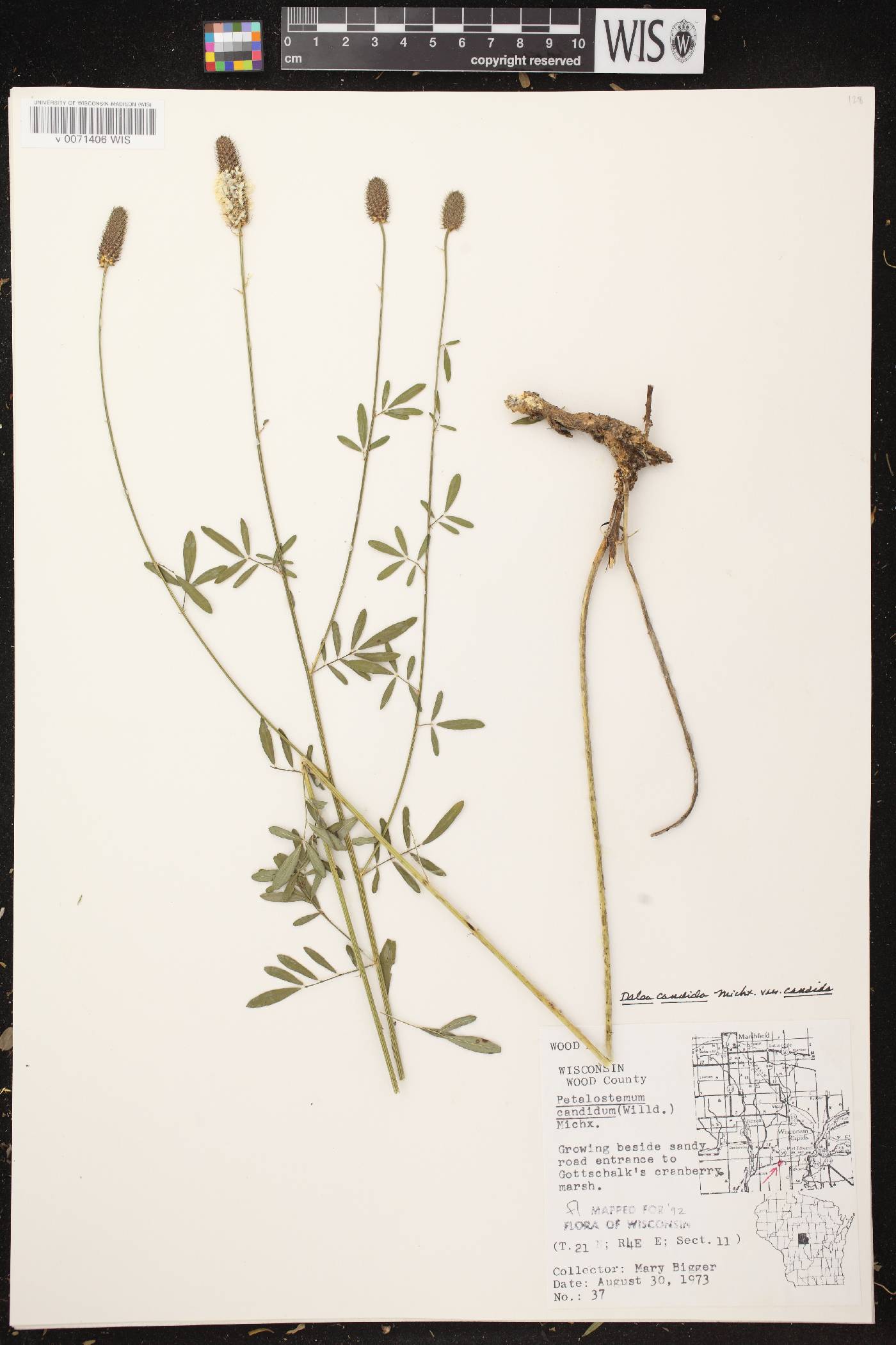 Dalea candida image