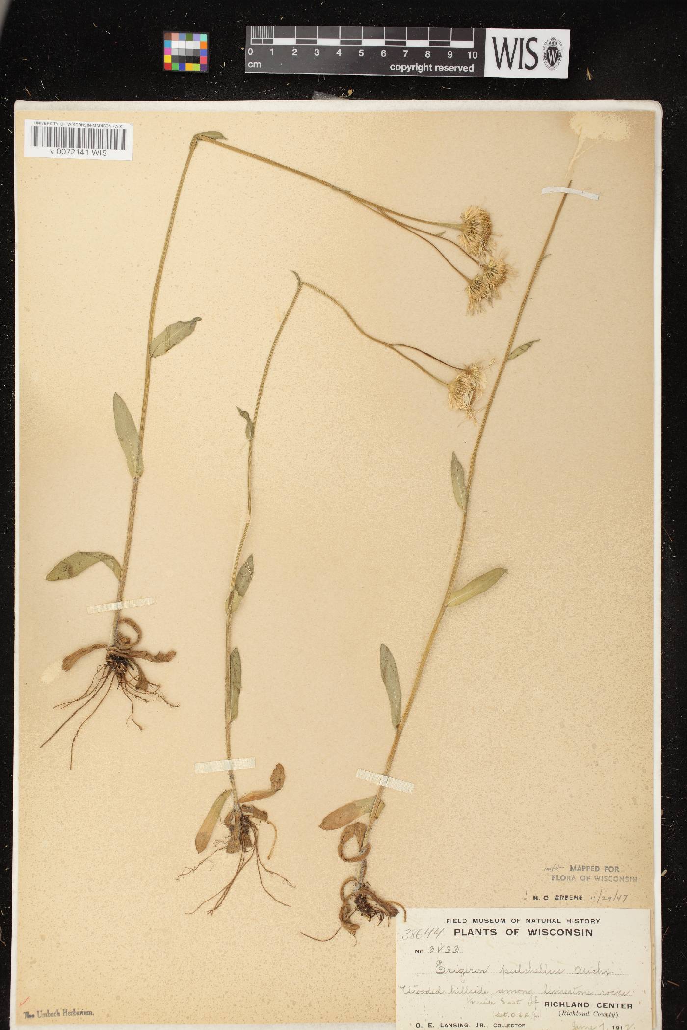 Erigeron pulchellus image