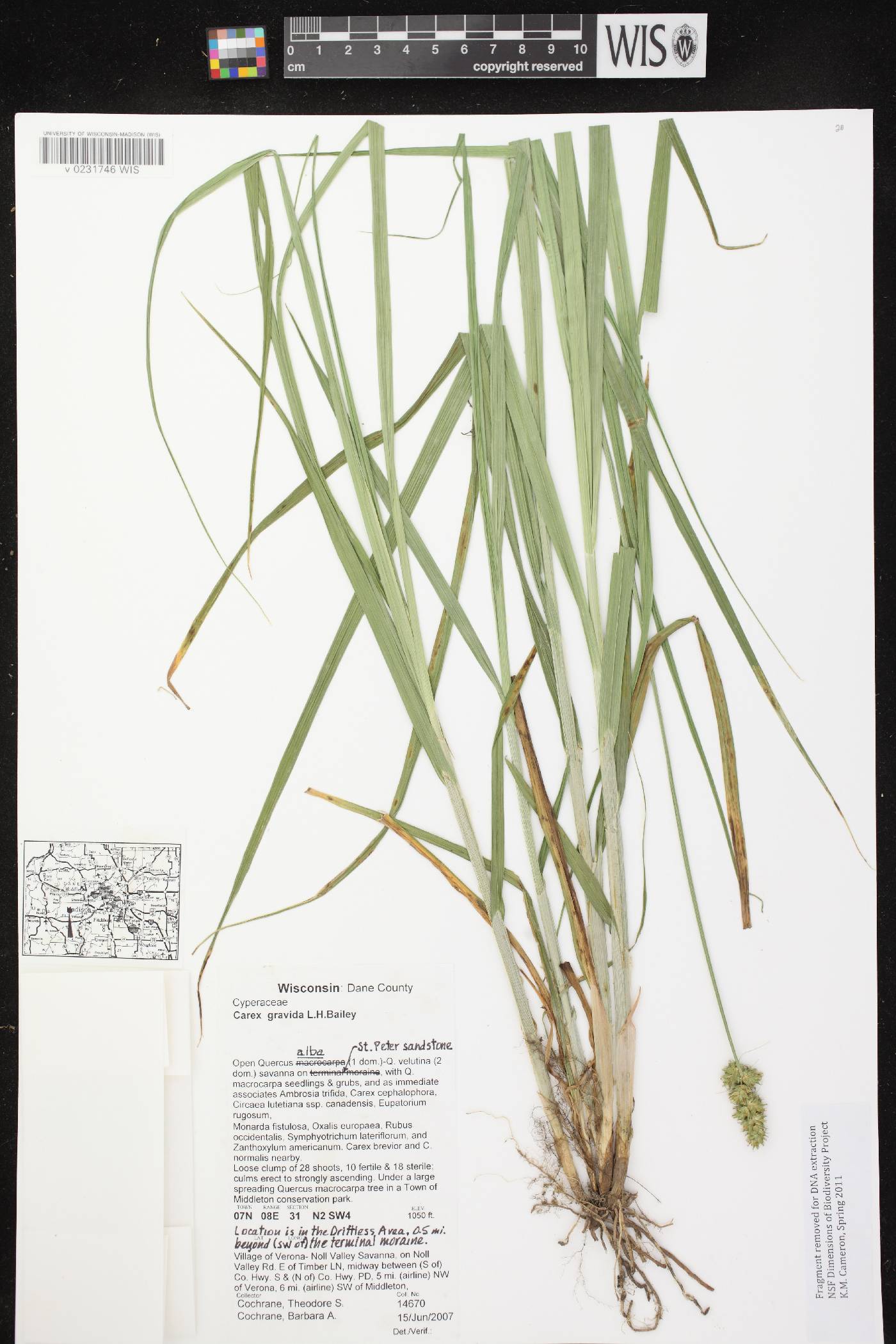 Carex gravida image