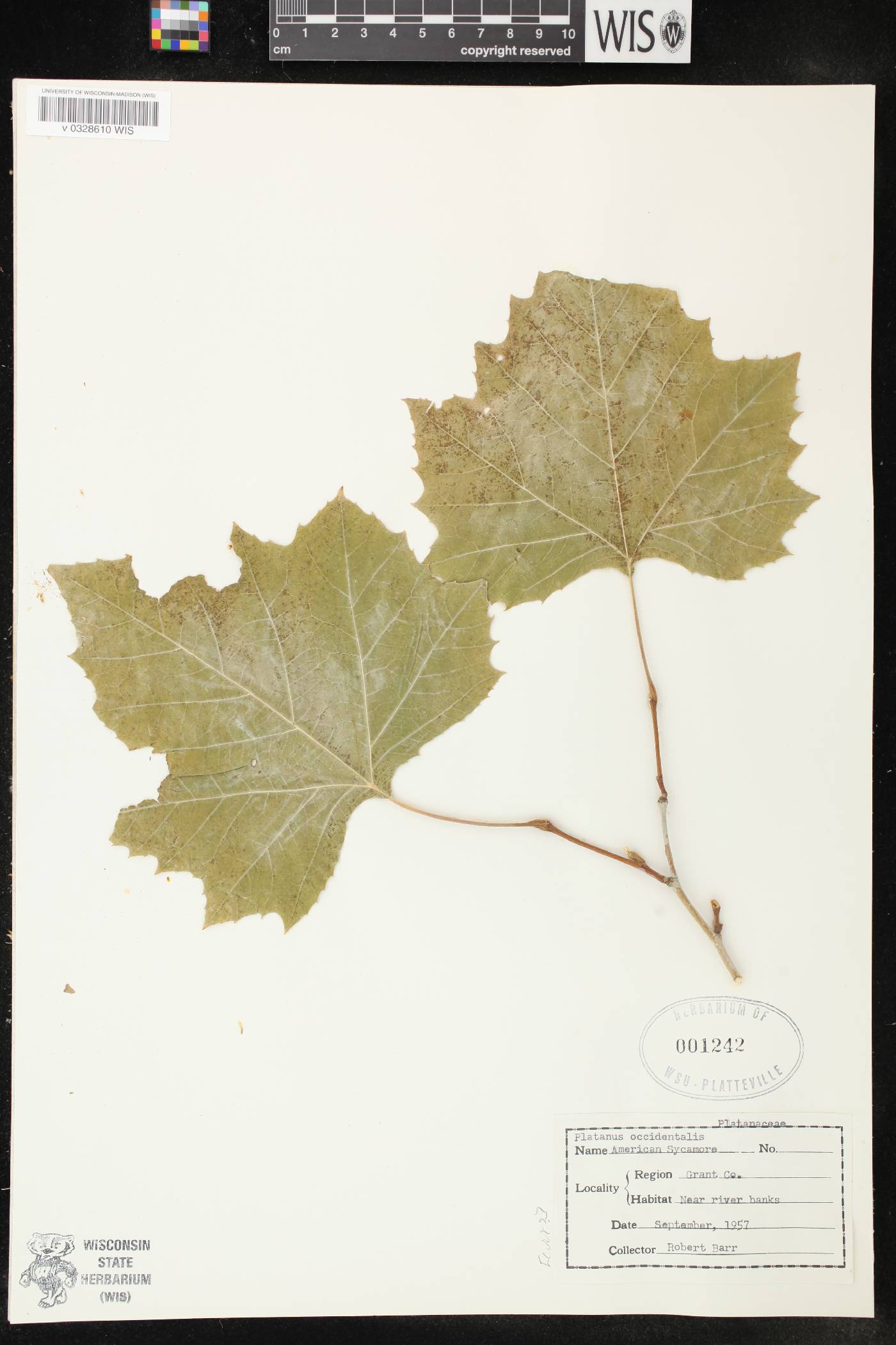Platanus occidentalis image