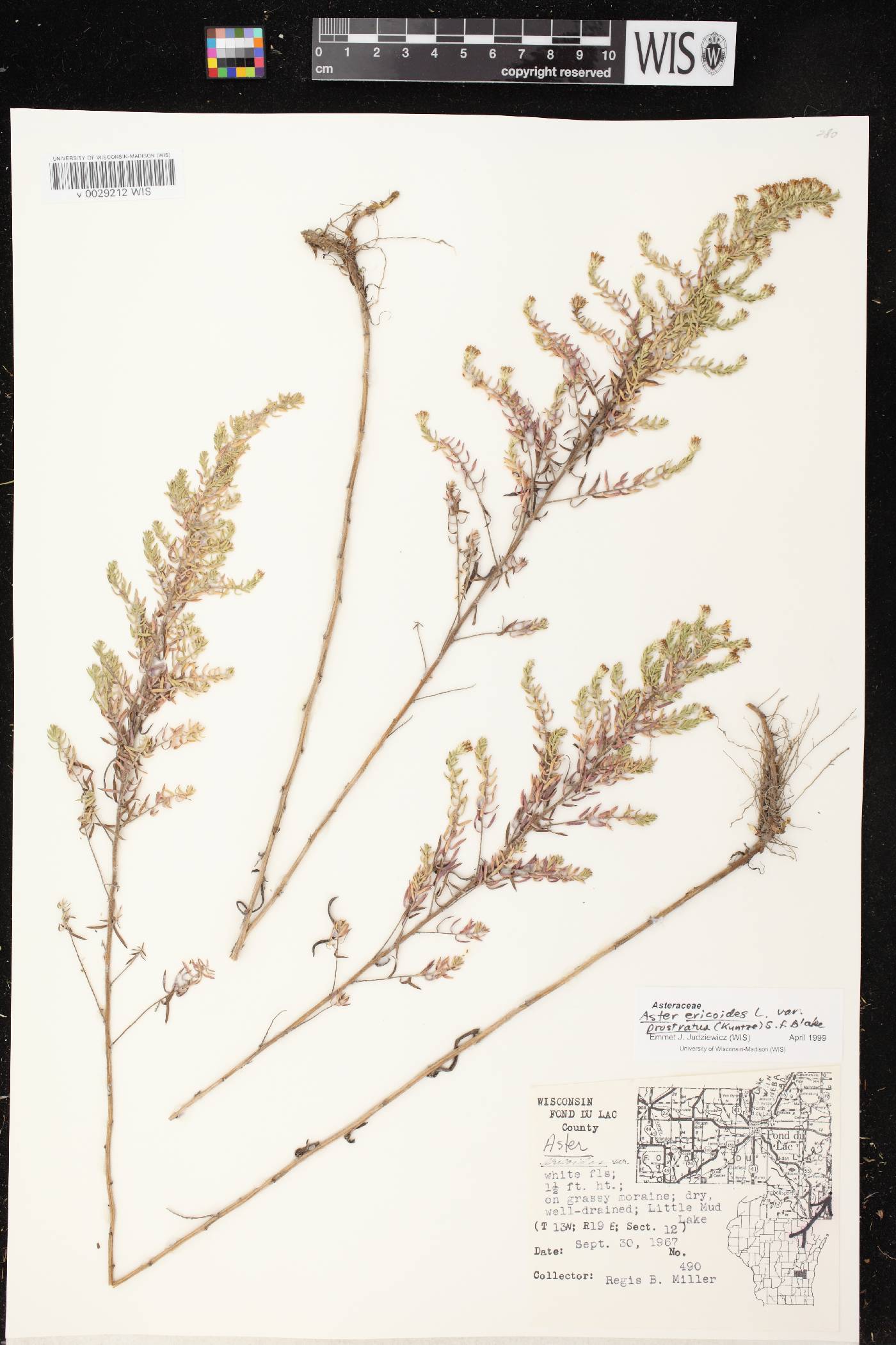 Symphyotrichum ericoides image