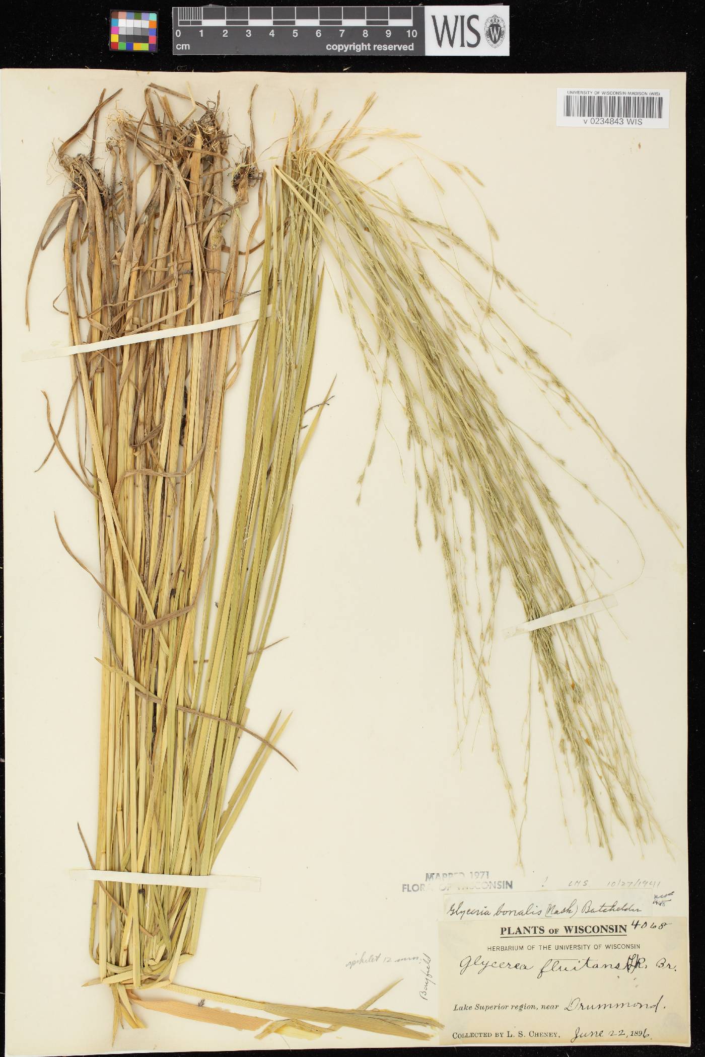 Glyceria borealis image