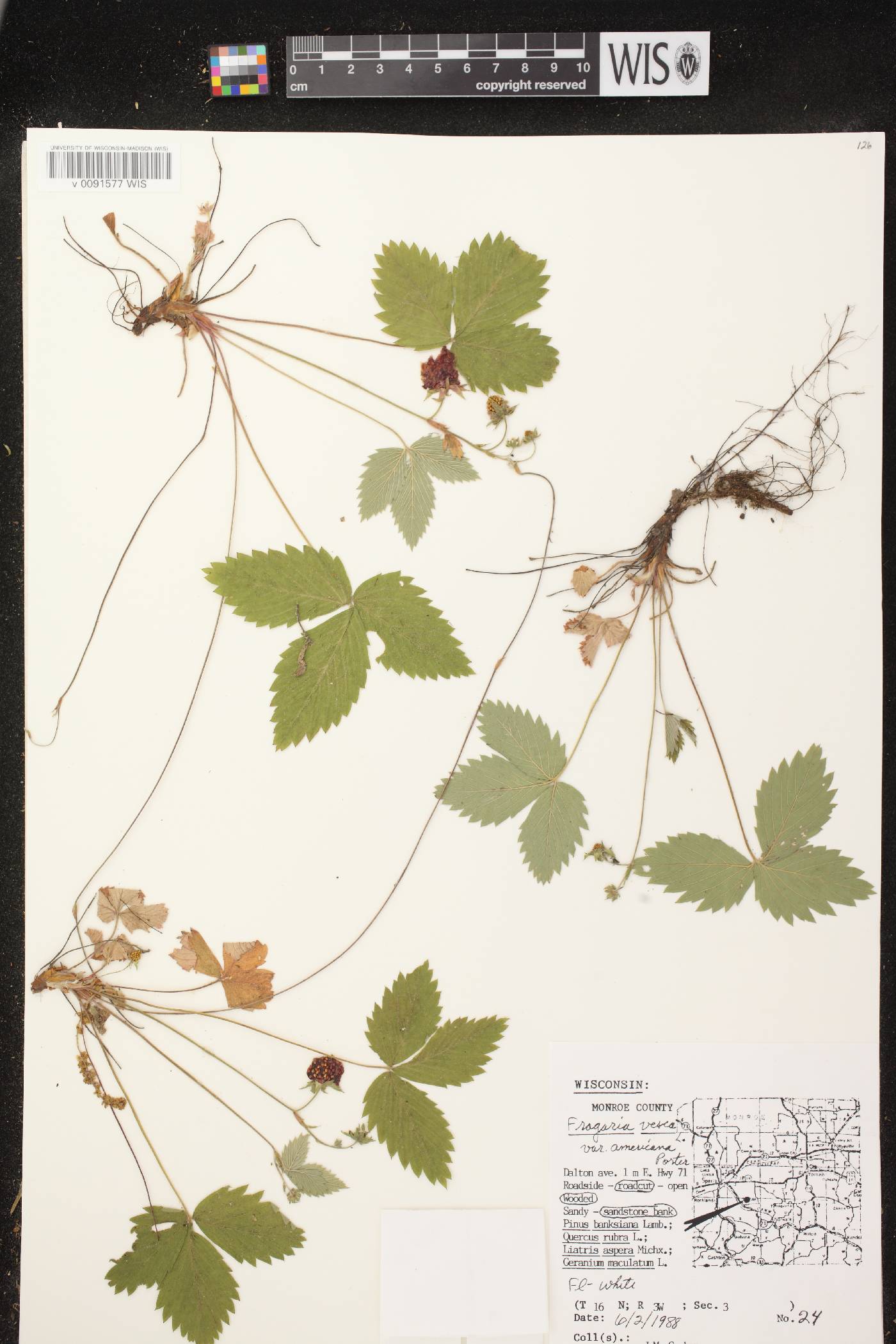 Fragaria vesca subsp. americana image
