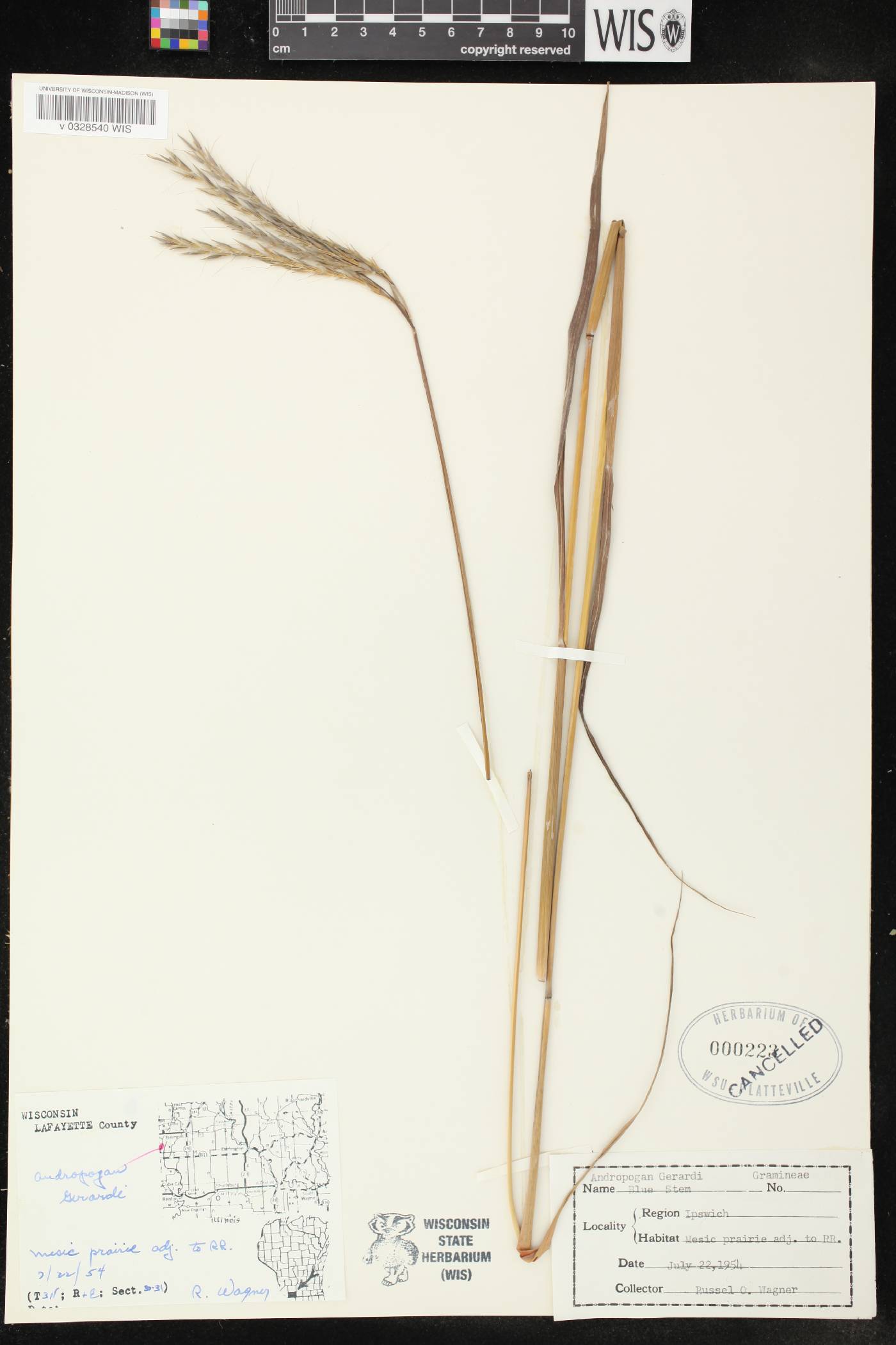 Andropogon gerardii image