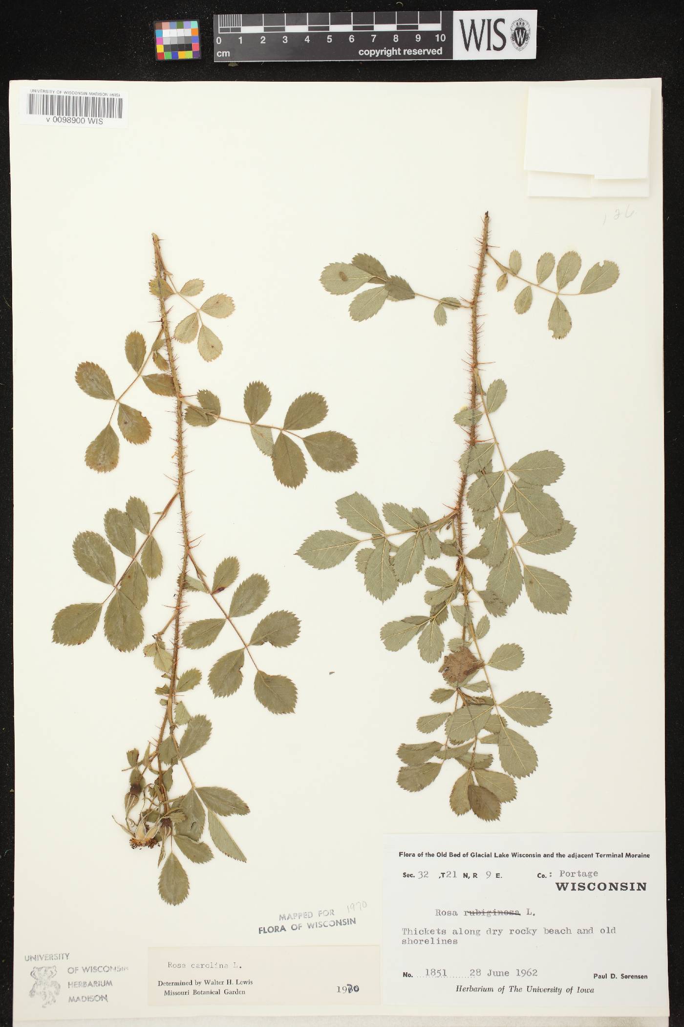 Rosa carolina image