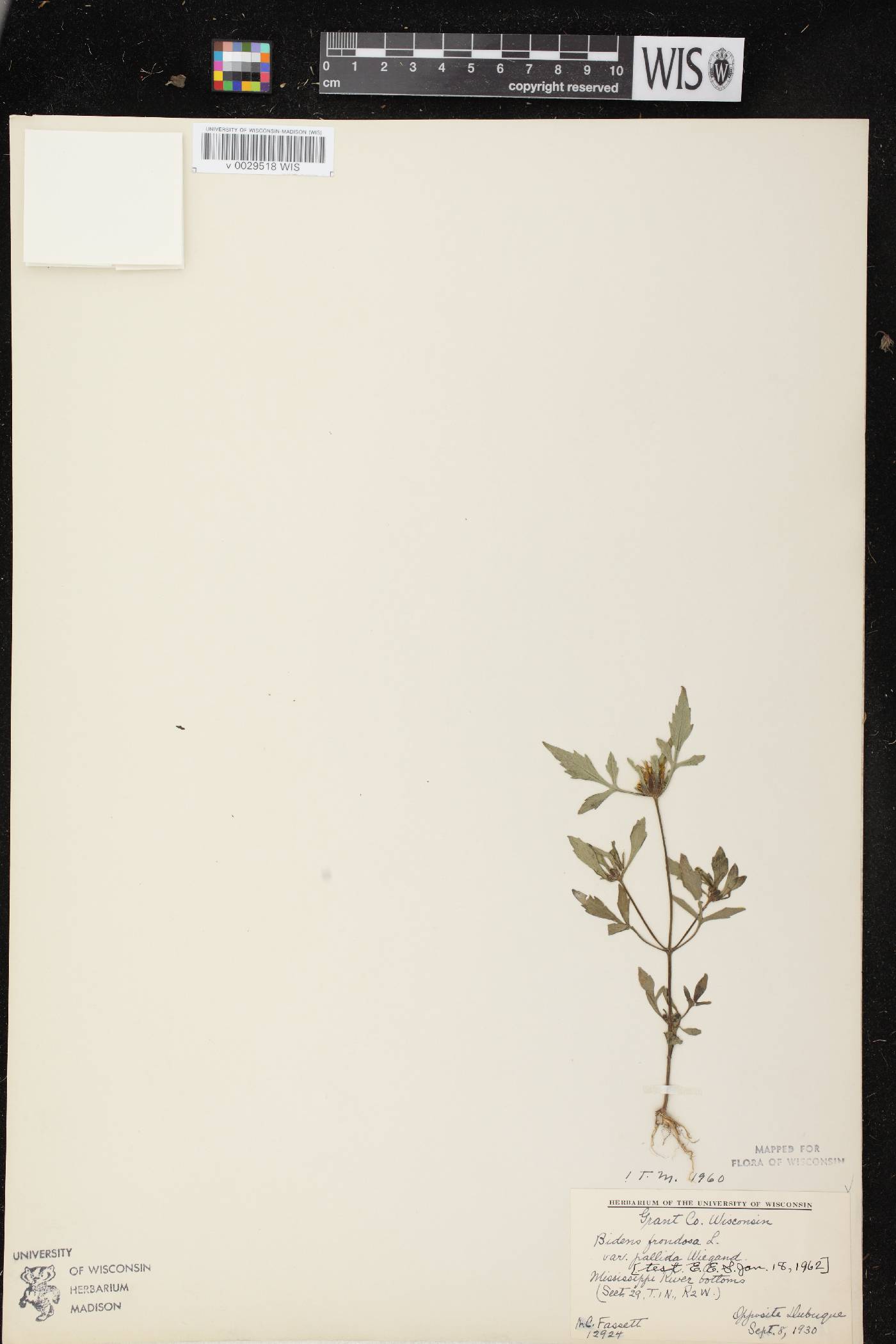 Bidens vulgata image