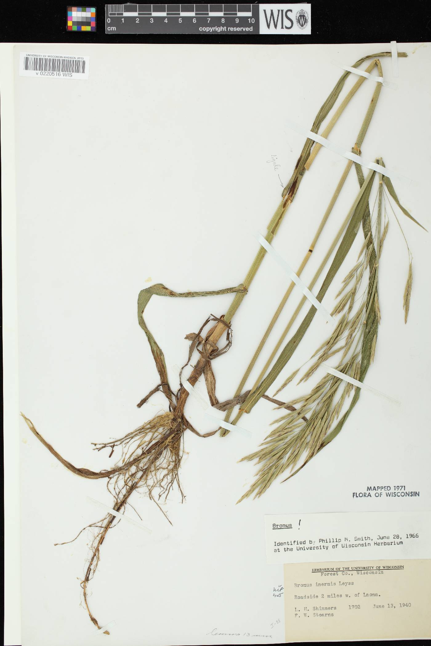 Bromus inermis image