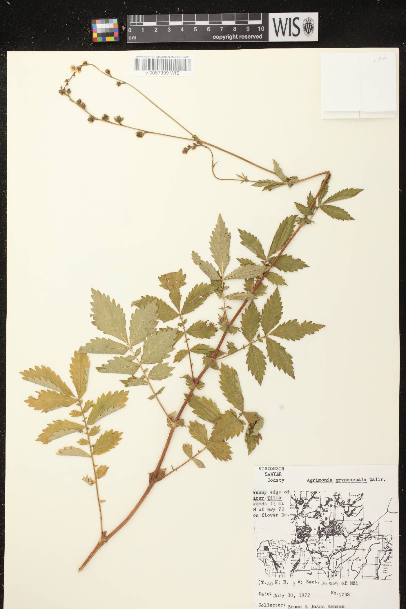 Agrimonia gryposepala image