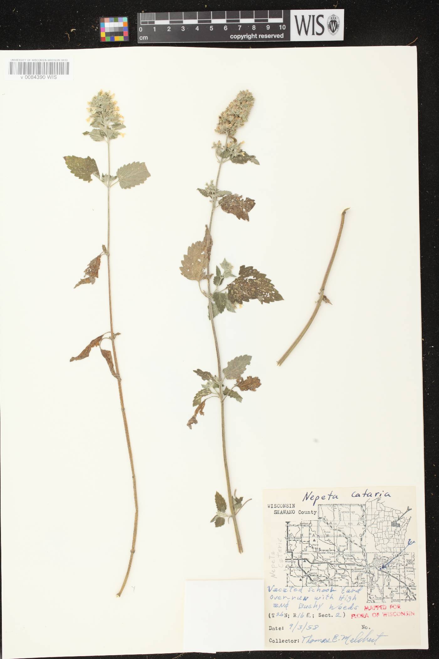Nepeta cataria image
