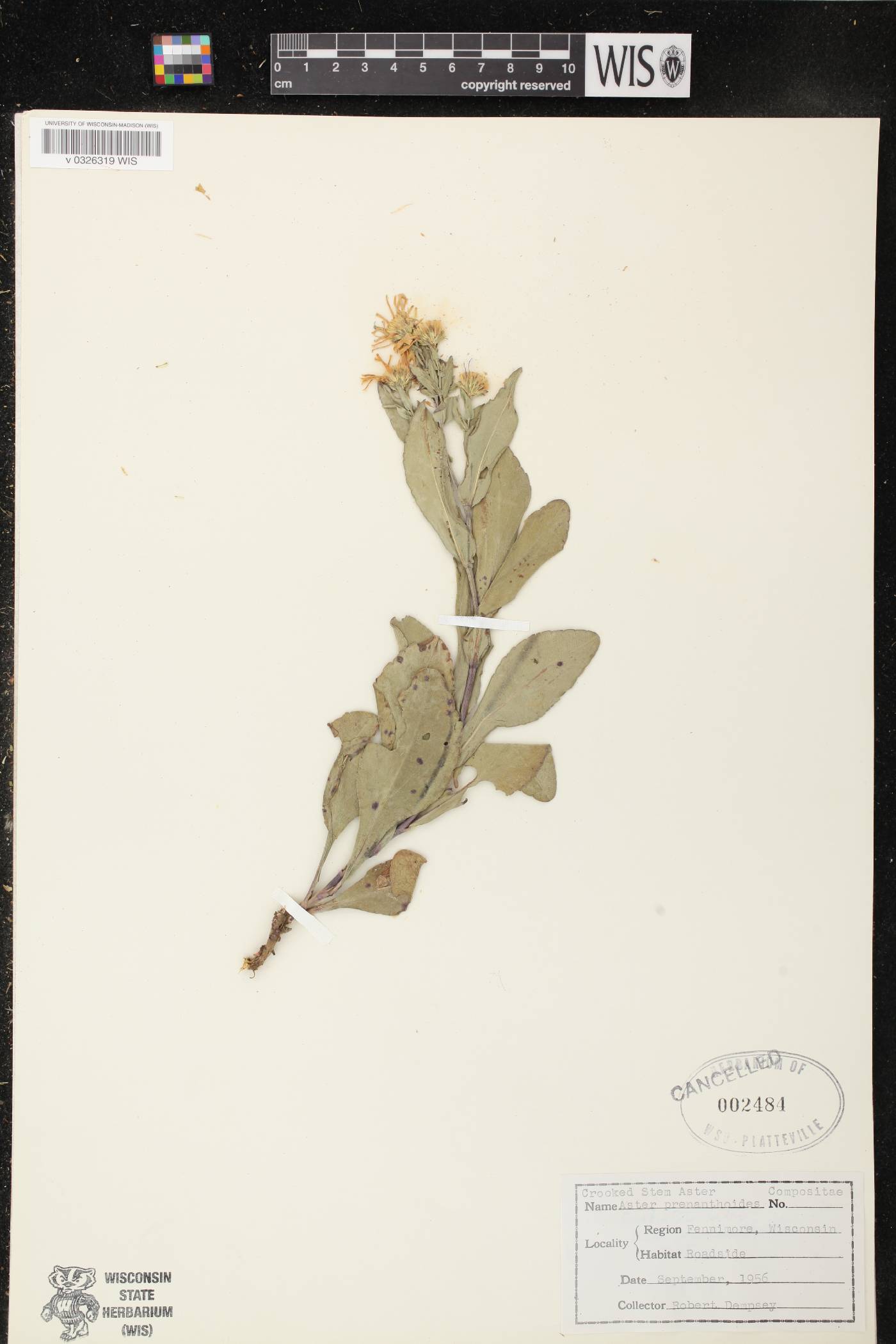 Symphyotrichum prenanthoides image