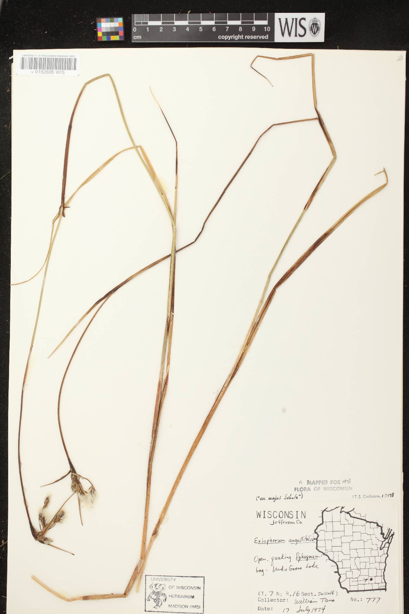 Eriophorum angustifolium subsp. angustifolium image