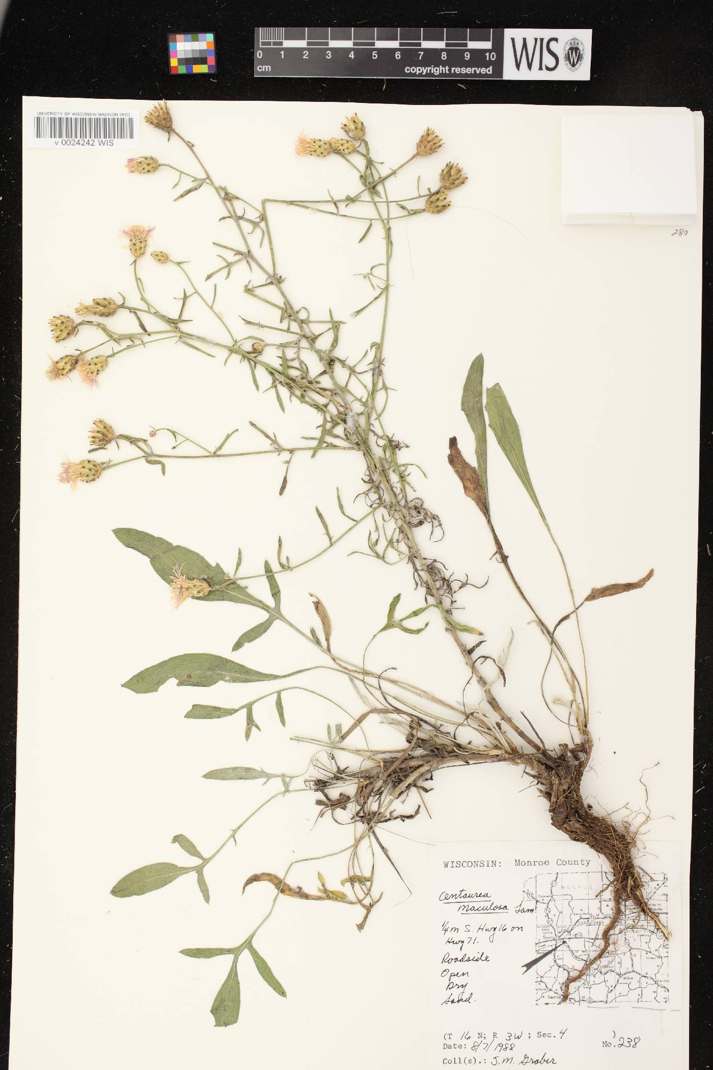 Centaurea stoebe subsp. micranthos image