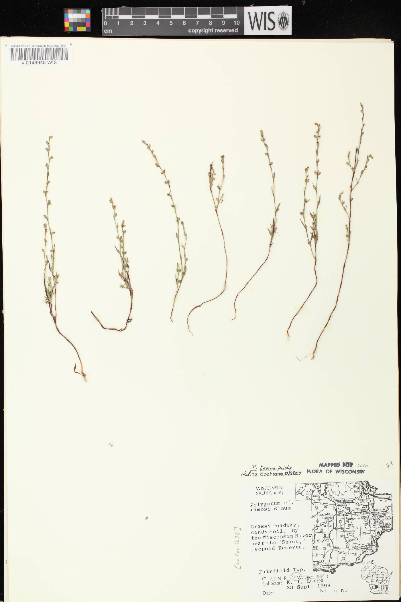 Polygonum tenue image
