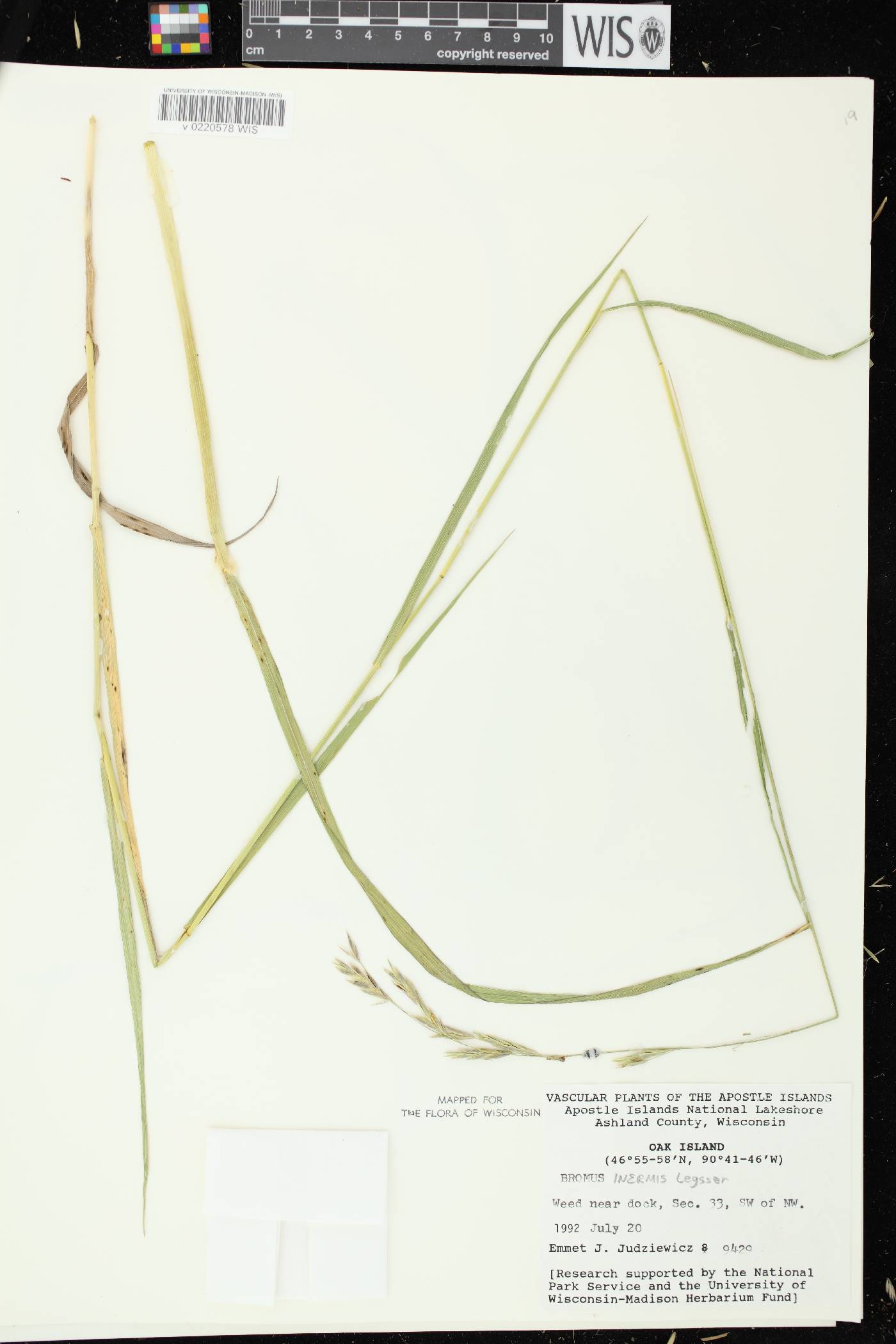 Bromus inermis image