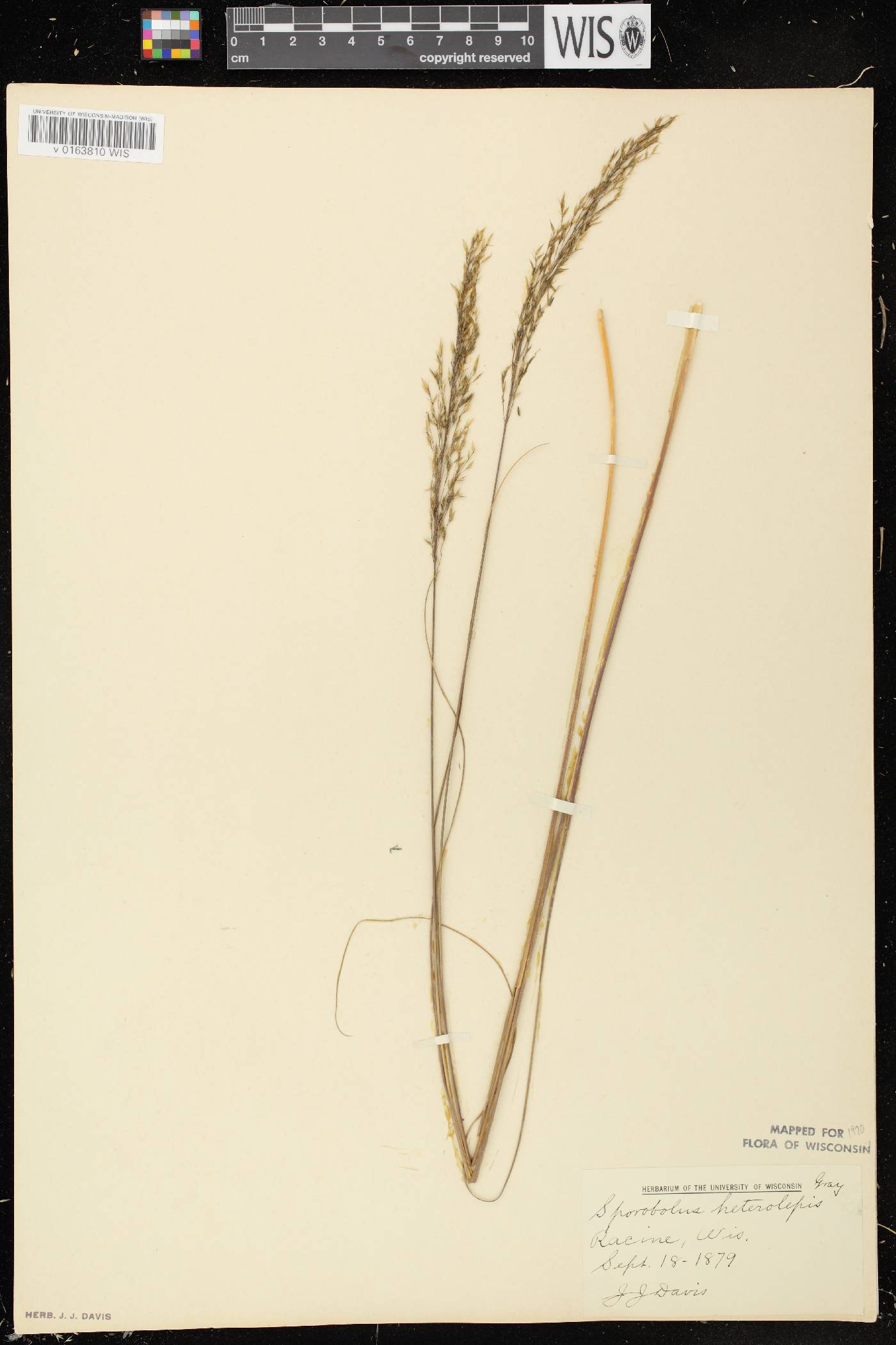 Sporobolus heterolepis image