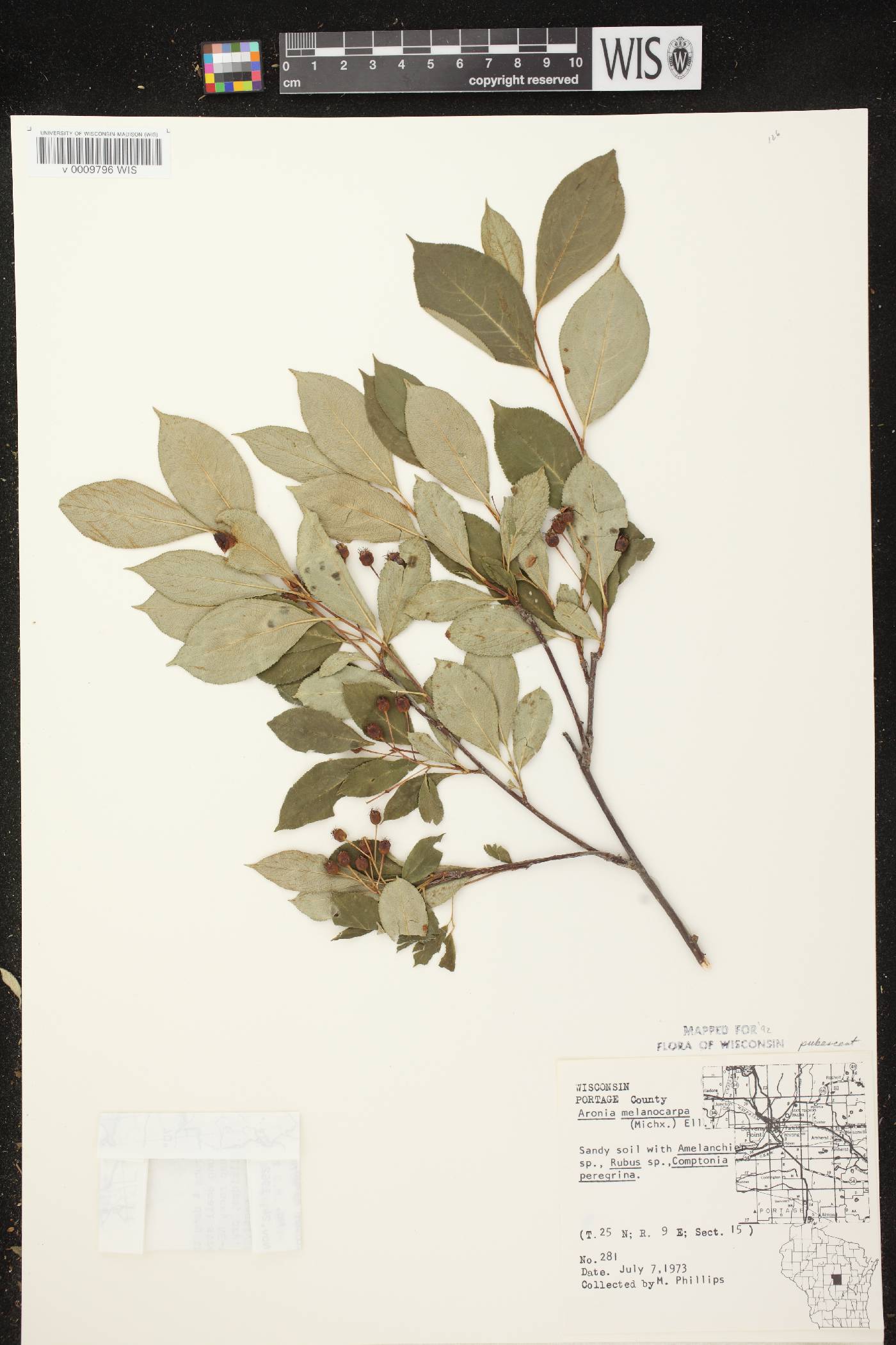 Aronia x prunifolia image