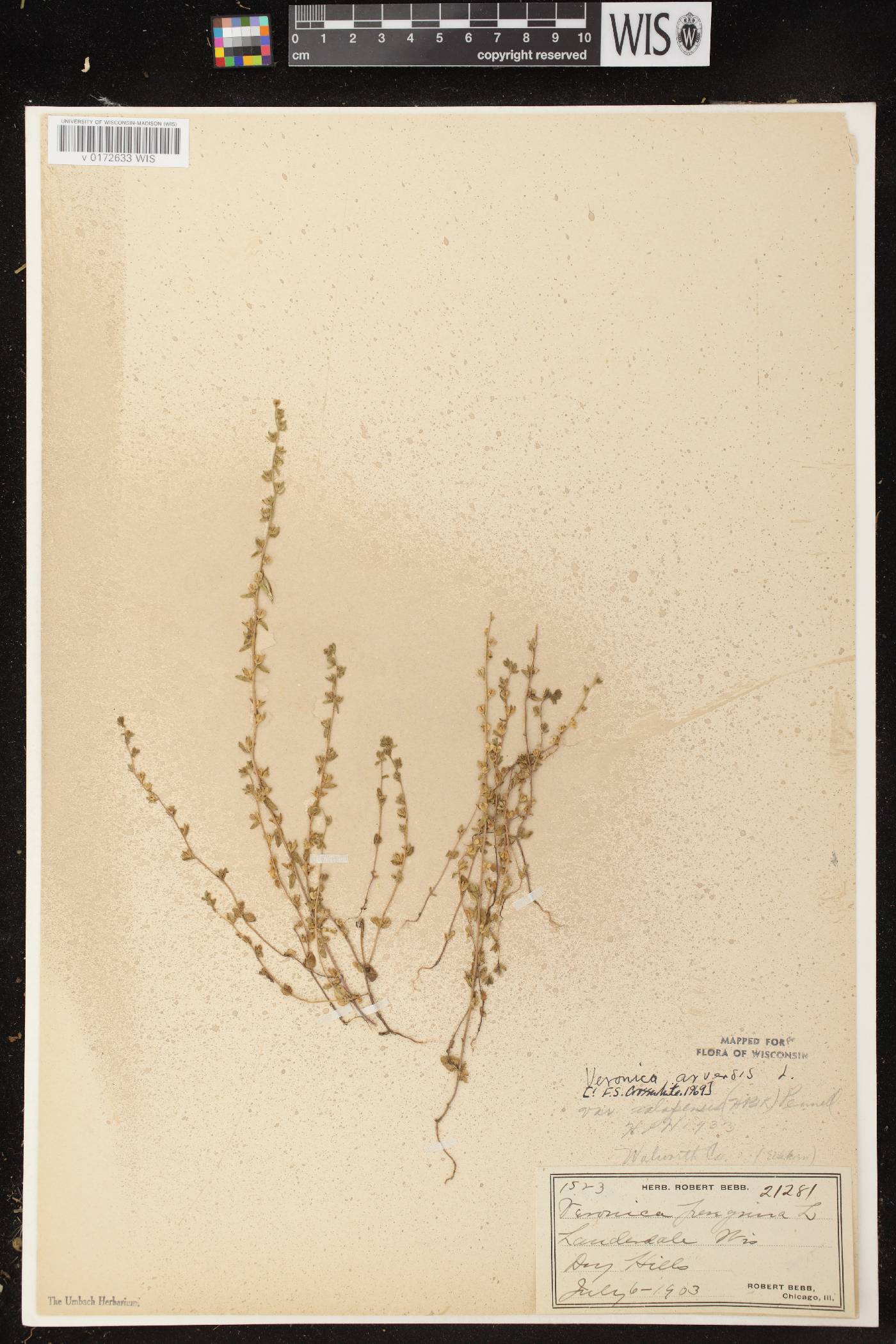 Veronica arvensis image