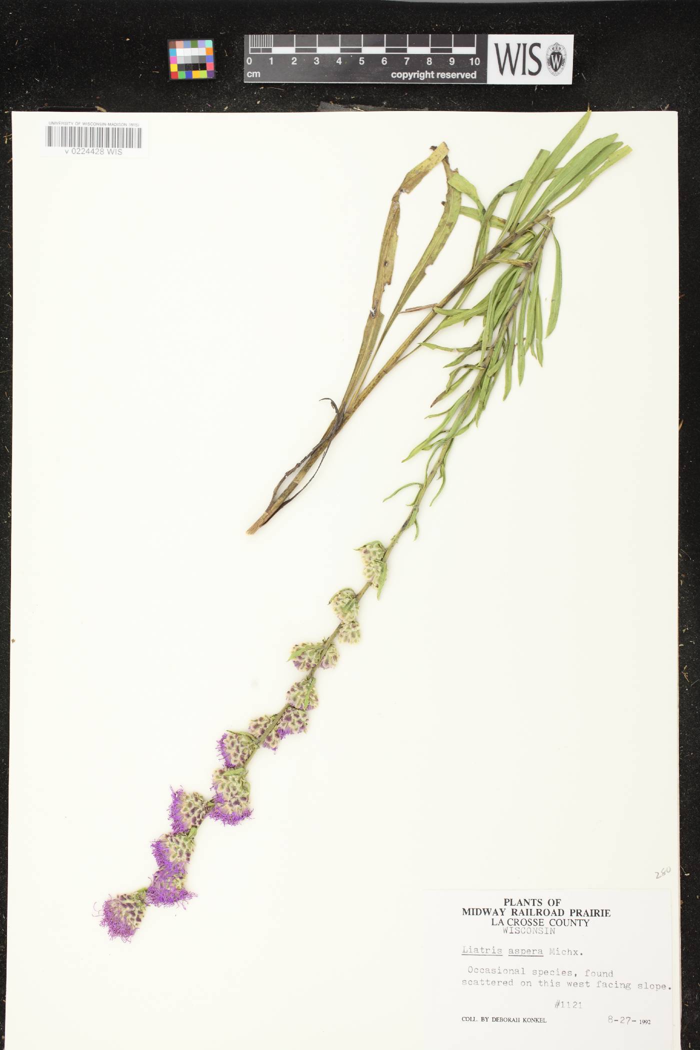 Liatris aspera image