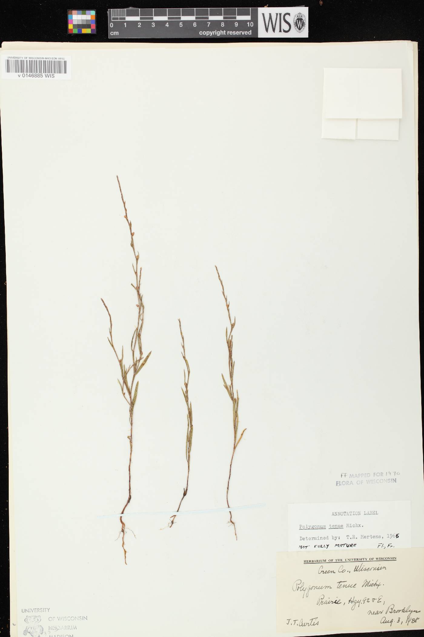 Polygonum tenue image