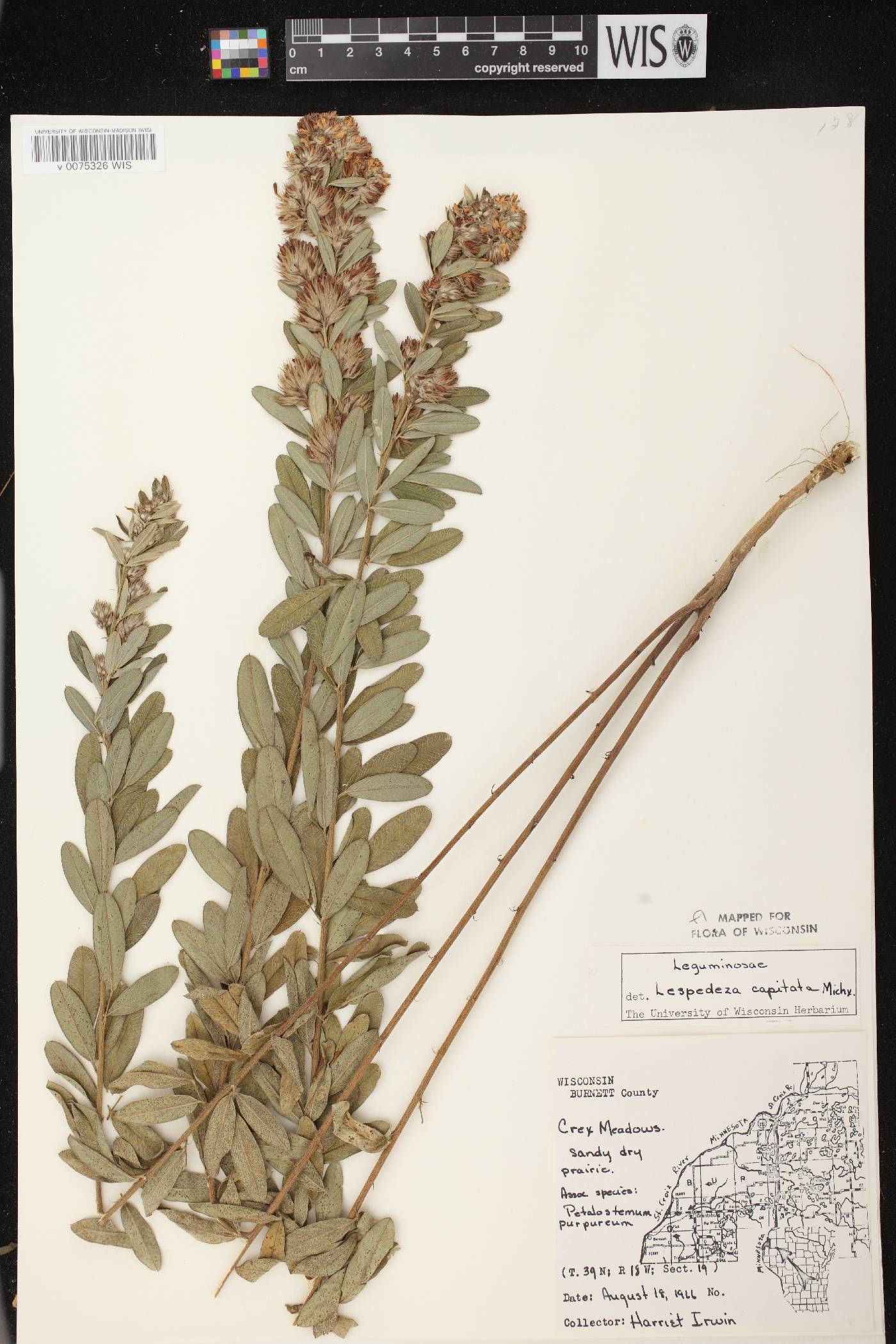 Lespedeza capitata image