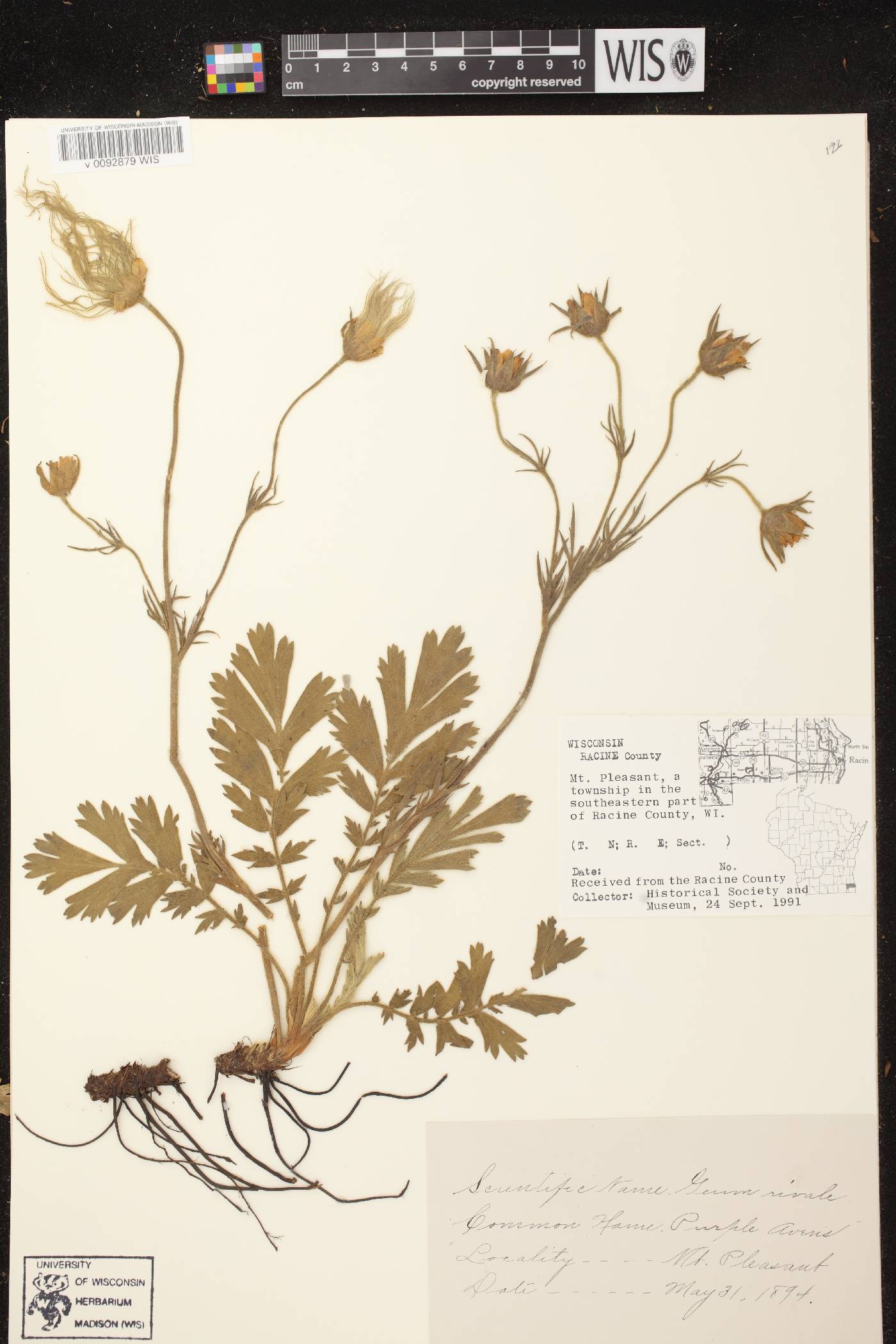 Geum rivale image