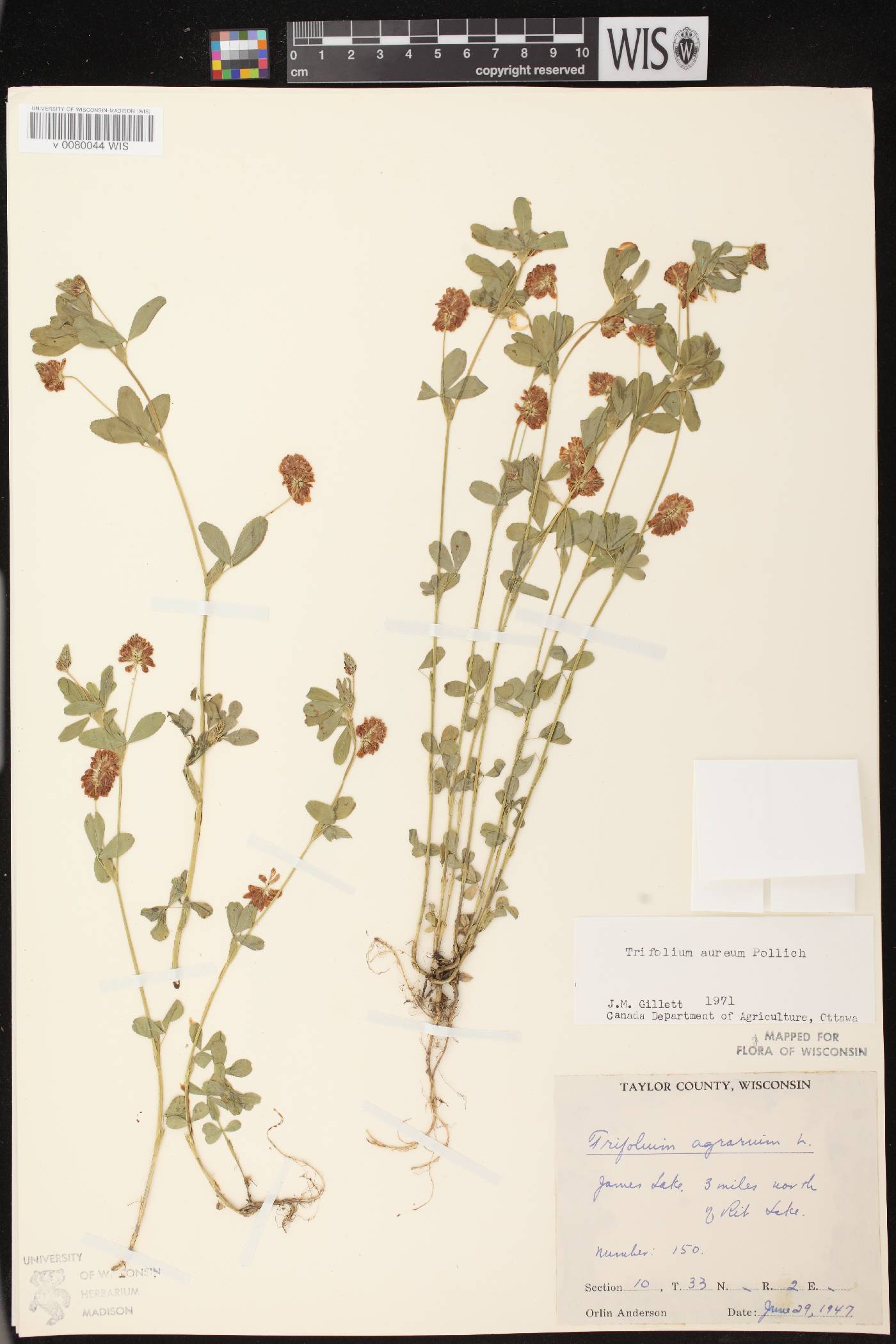 Trifolium aureum image