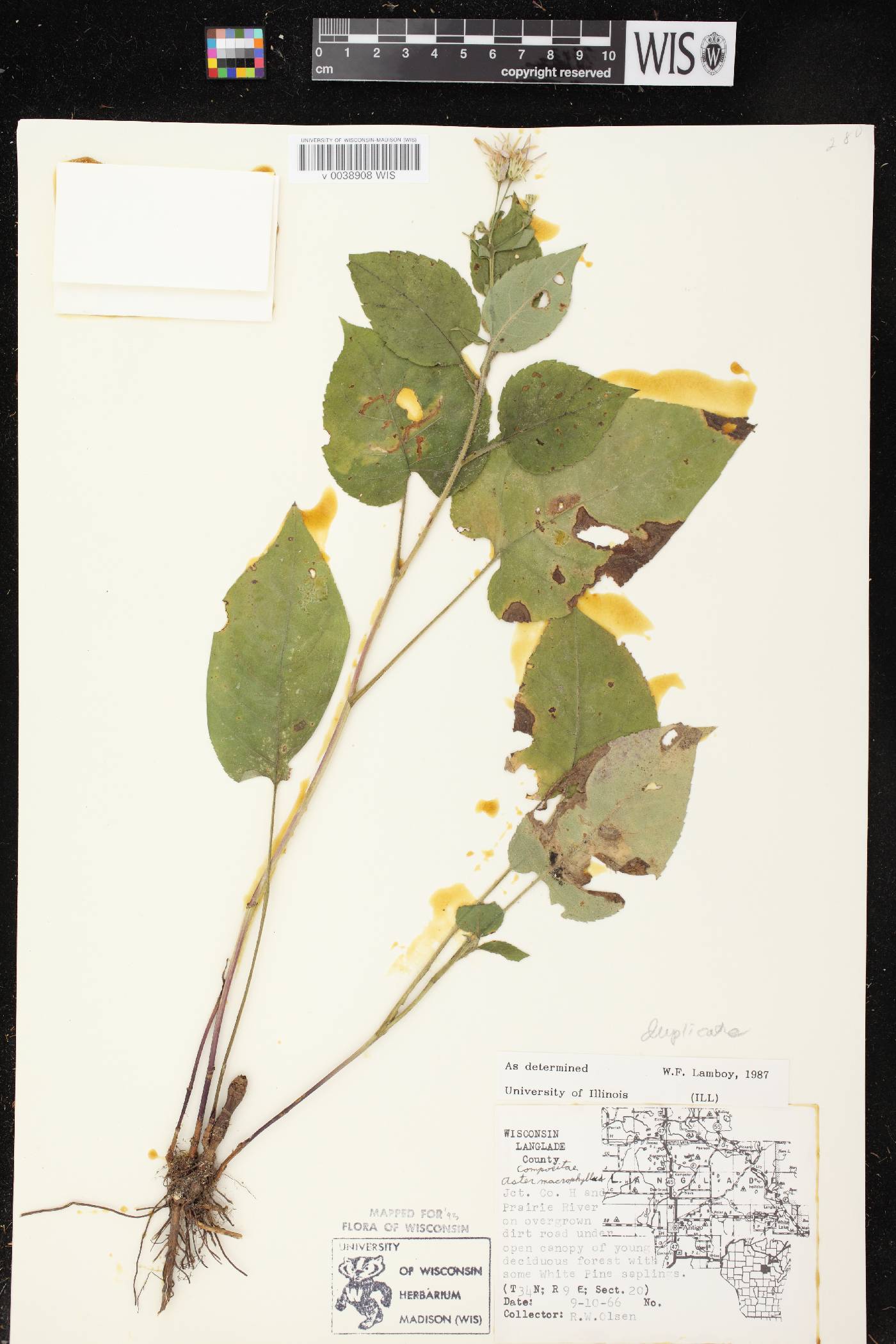 Eurybia macrophylla image