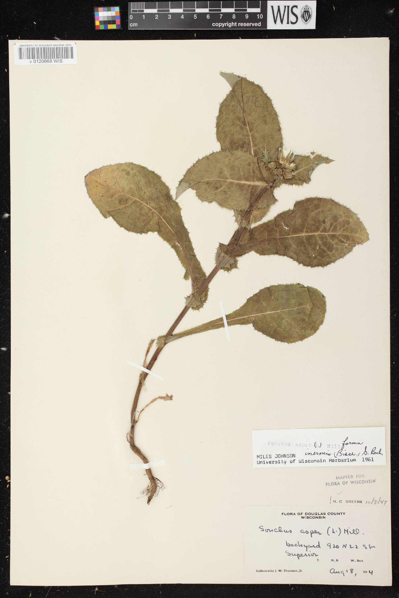 Sonchus asper image