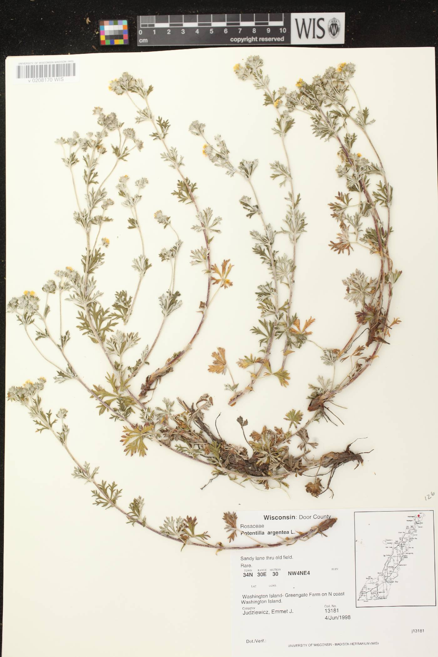 Potentilla argentea image