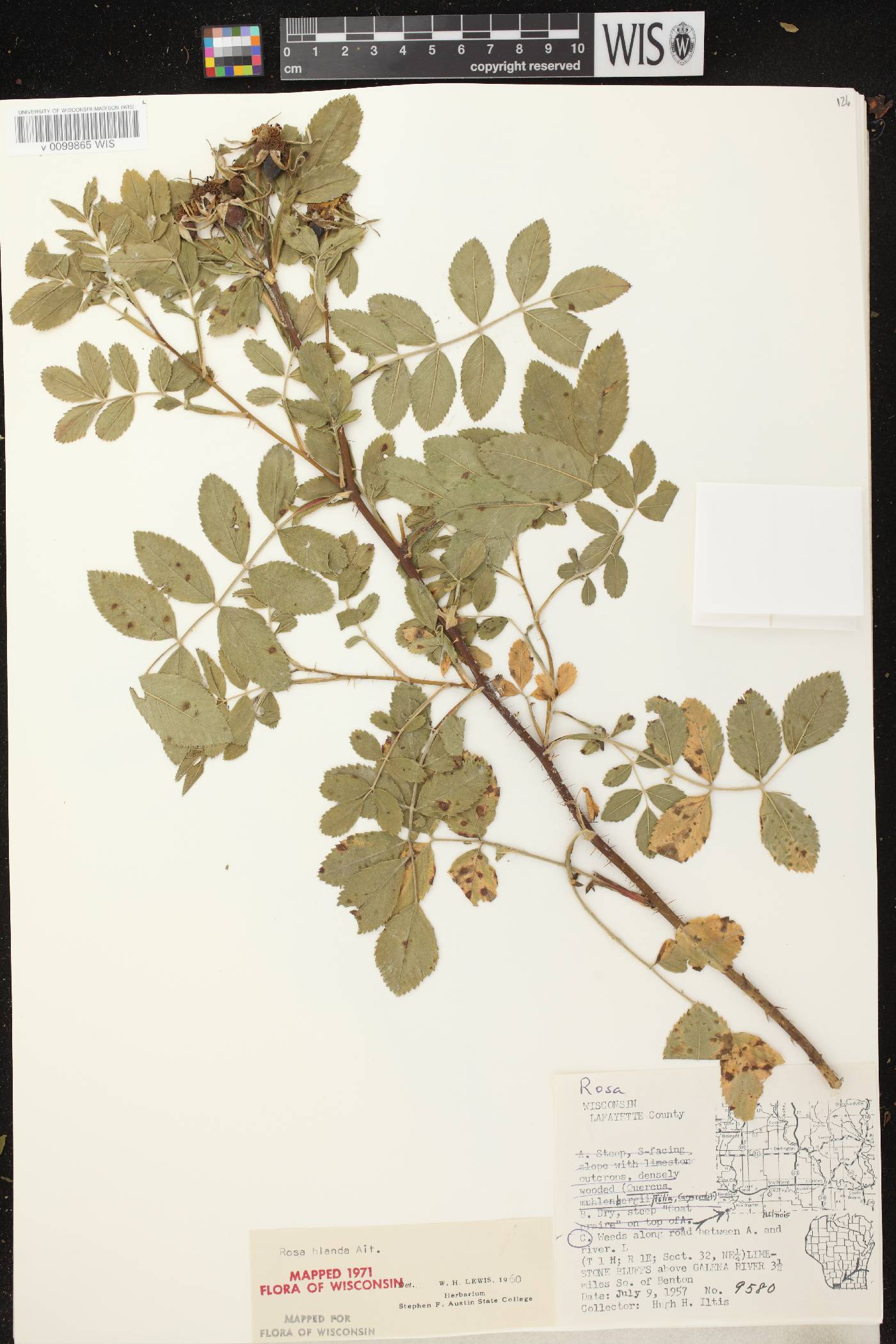 Rosa blanda image