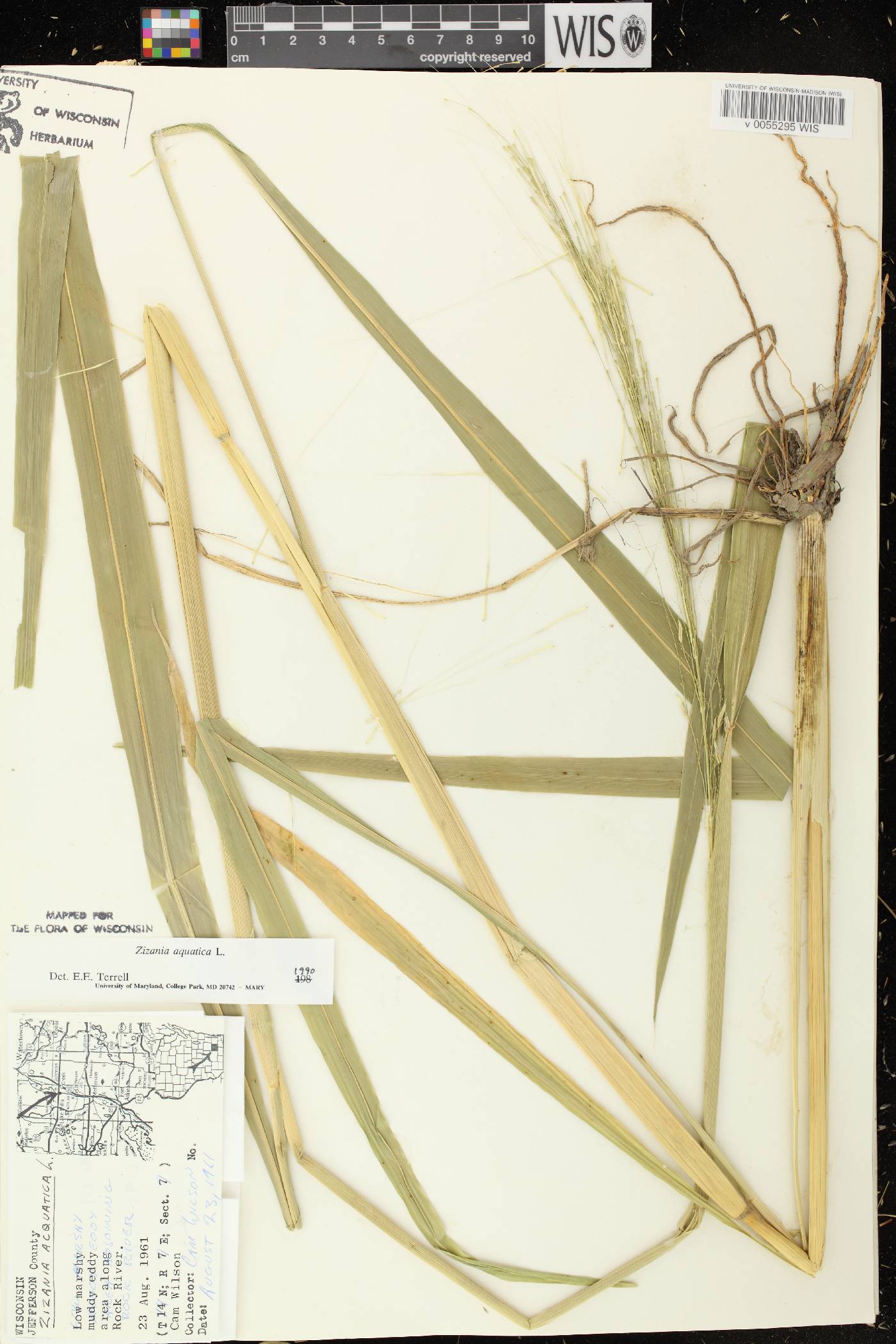 Zizania aquatica image