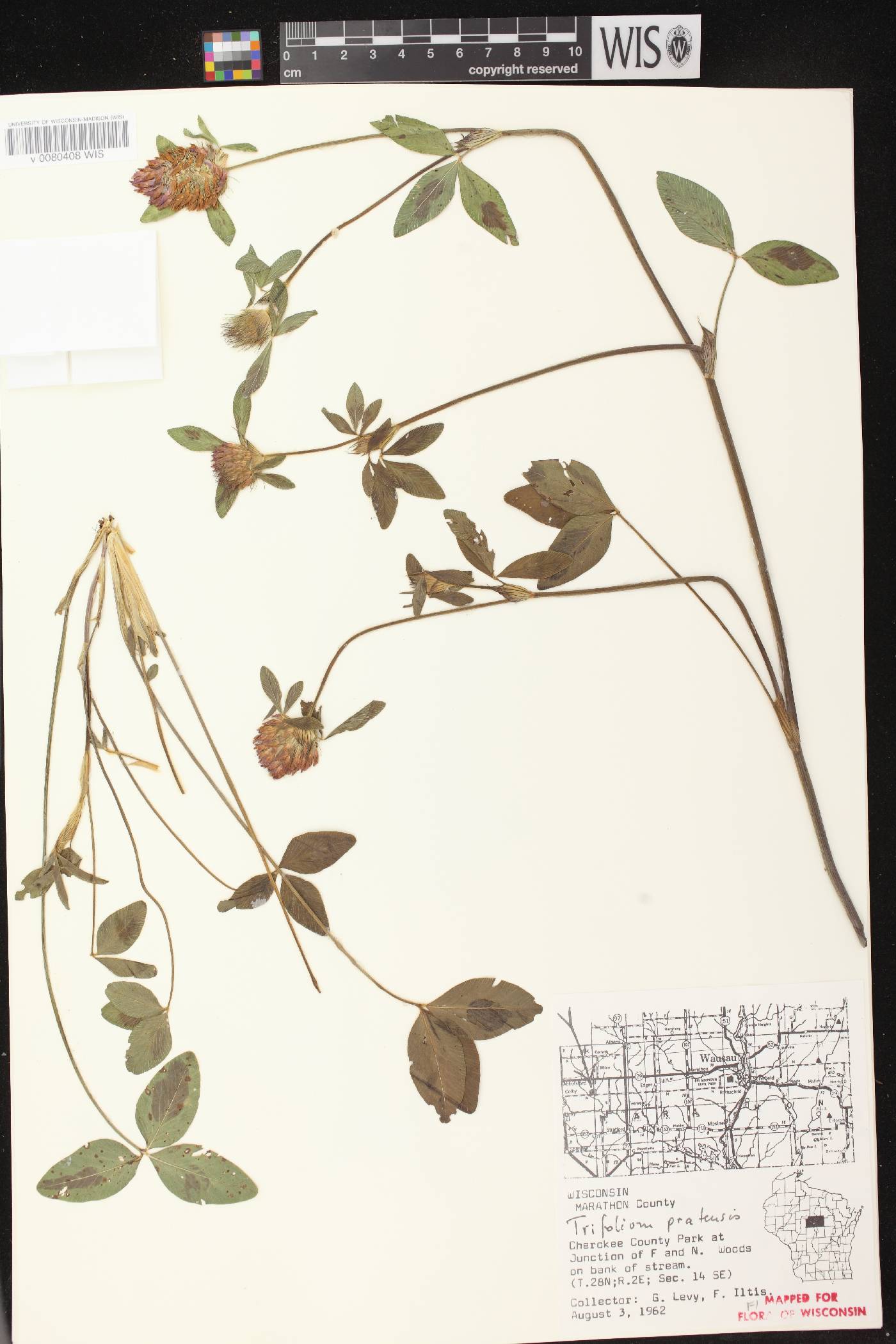 Trifolium pratense image