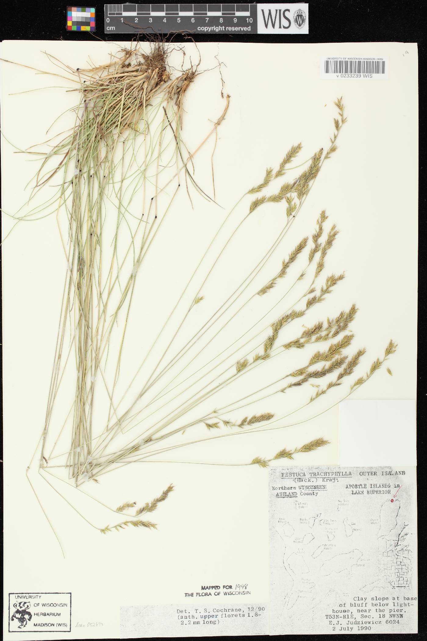 Festuca trachyphylla image
