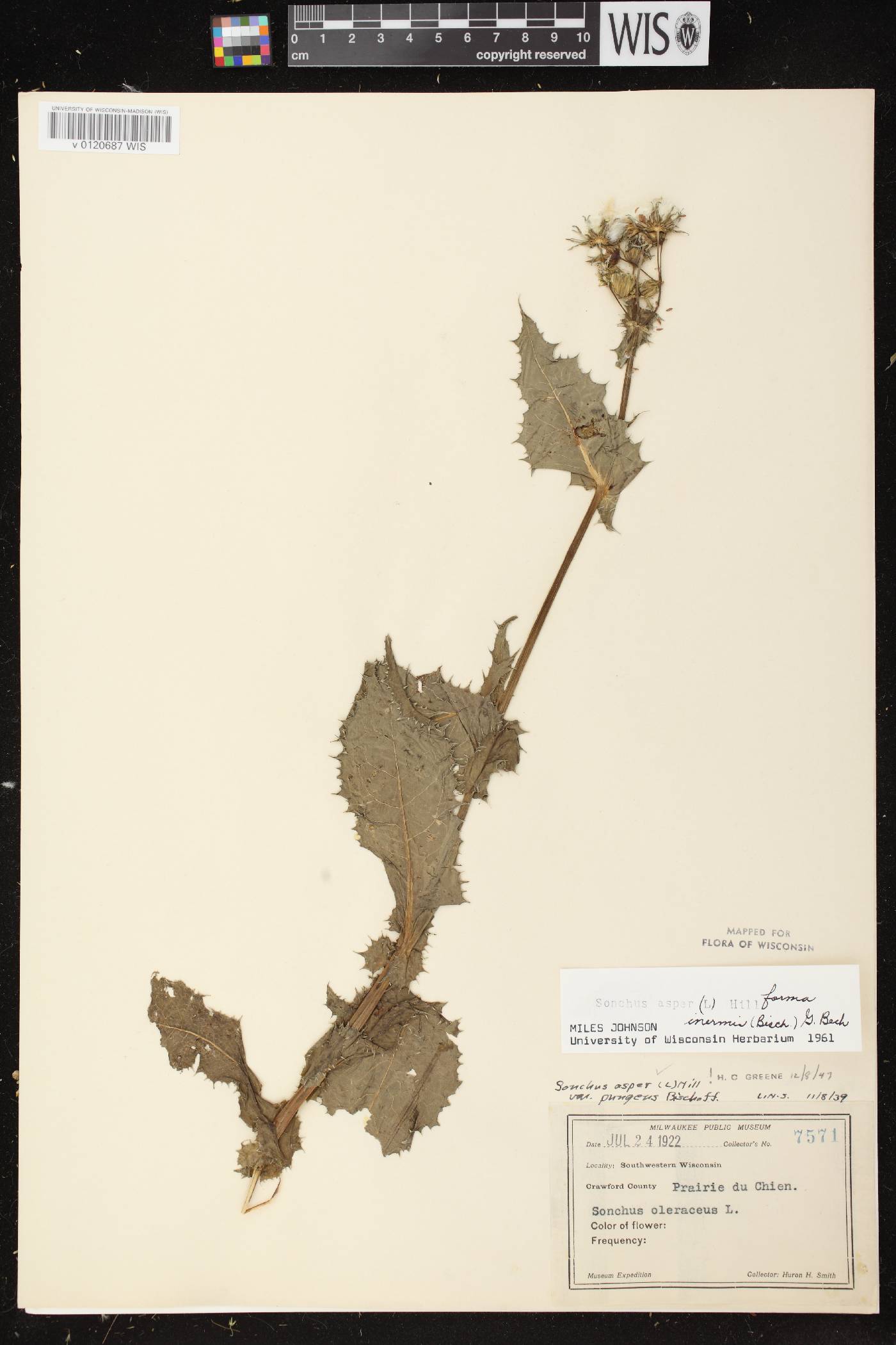 Sonchus asper image